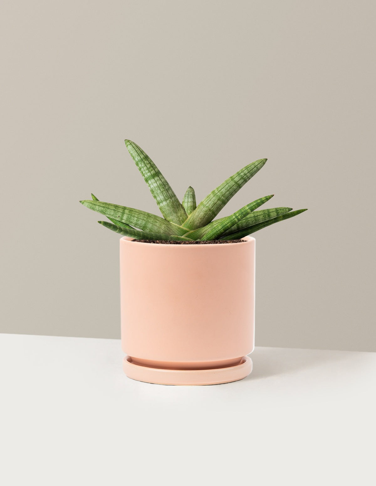 Snake Plant Starfish