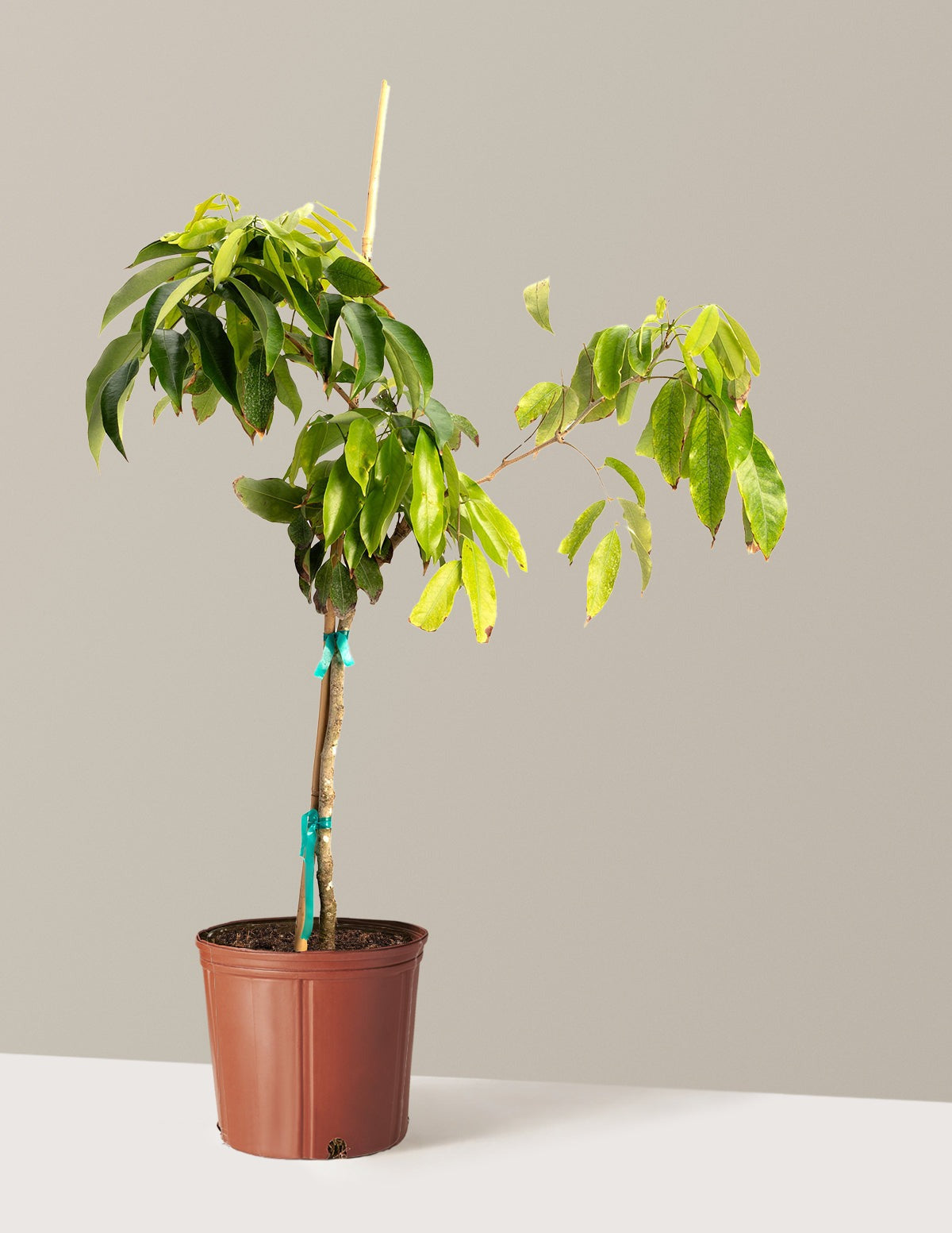 Mauritius Lychee