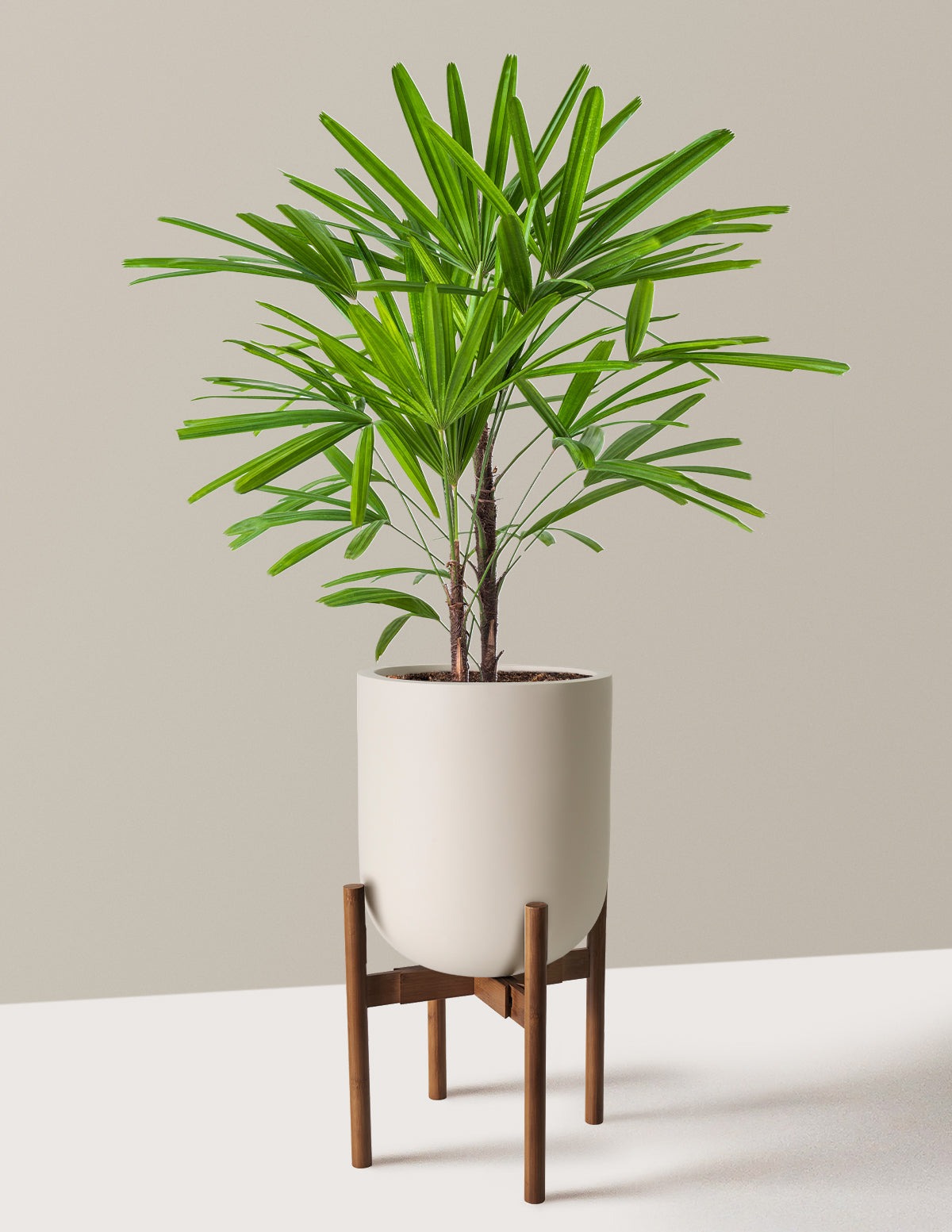 Large Lady Palm