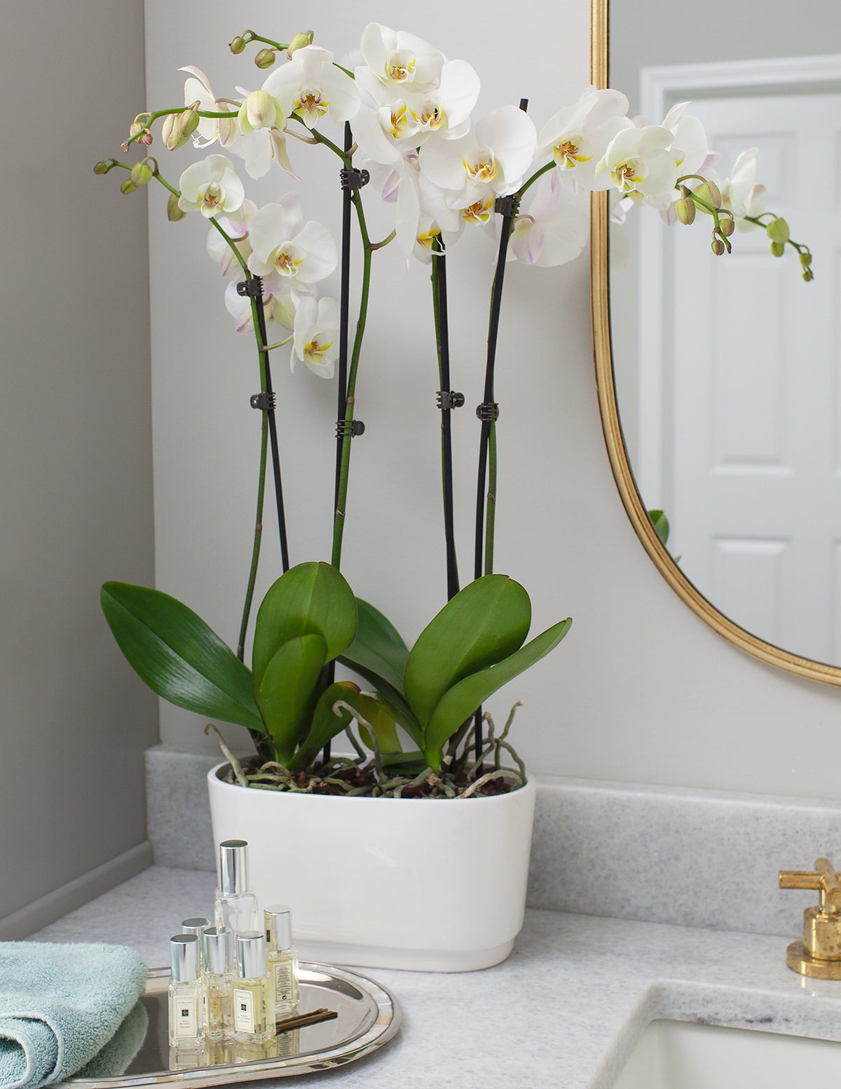 Large Double Orchid