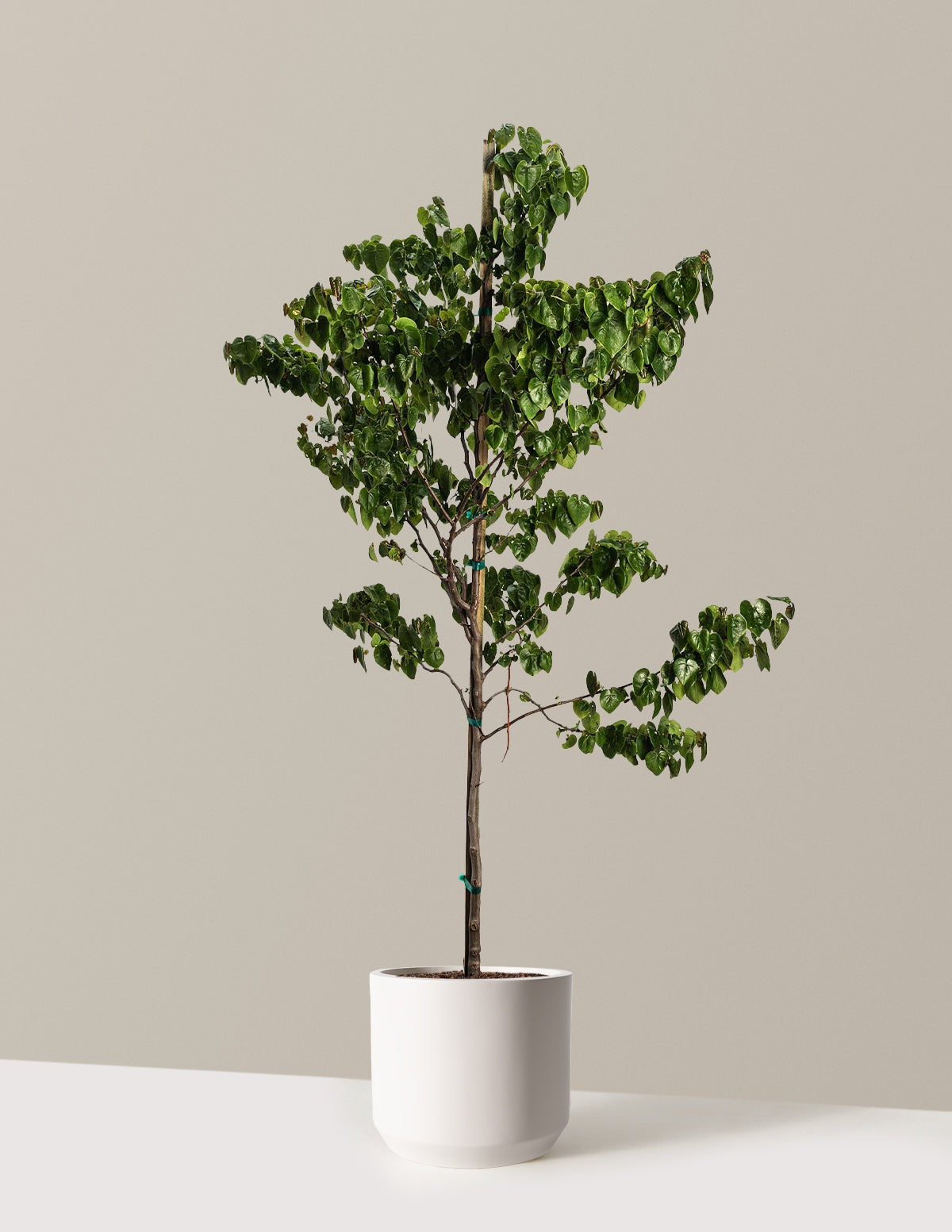 Garden Gems® Emerald Redbud
