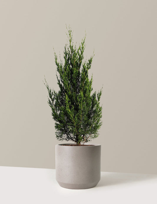 Spartan Juniper