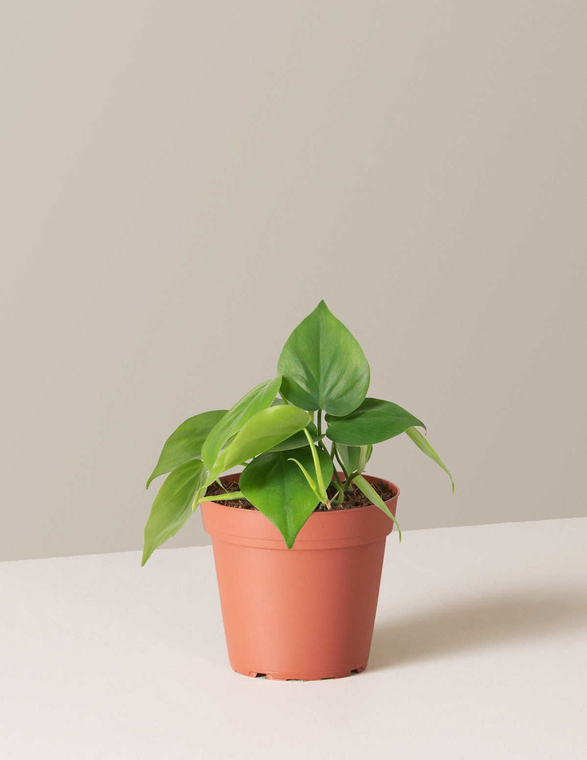 Heartleaf Philodendron