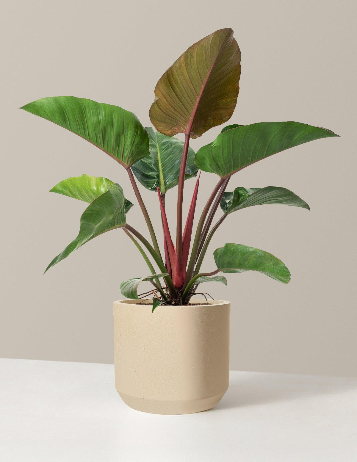Large Philodendron Rojo Congo