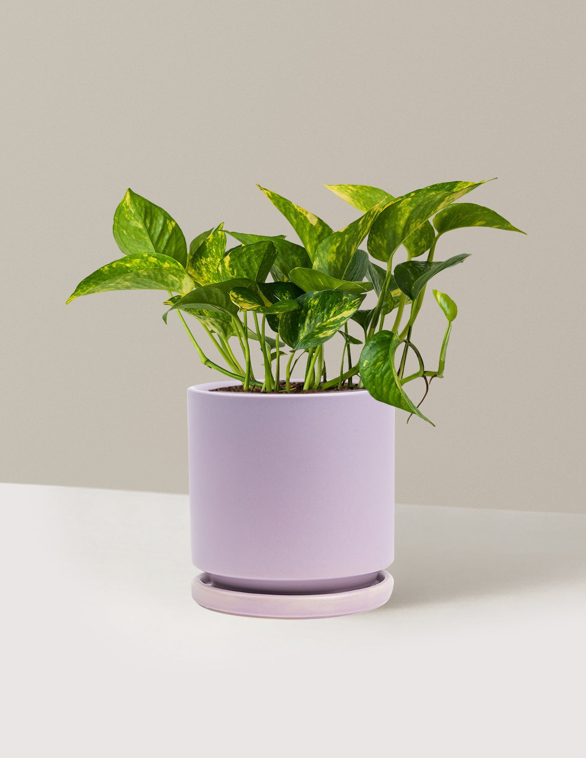 Golden Pothos