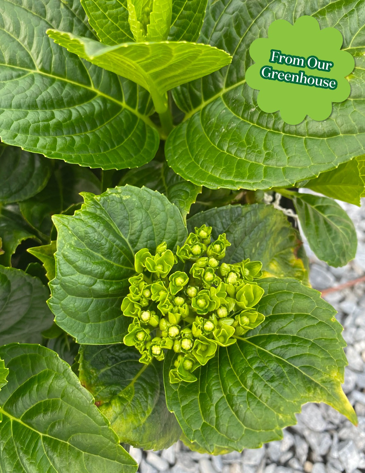 Grin and TonicTM Reblooming Hydrangea