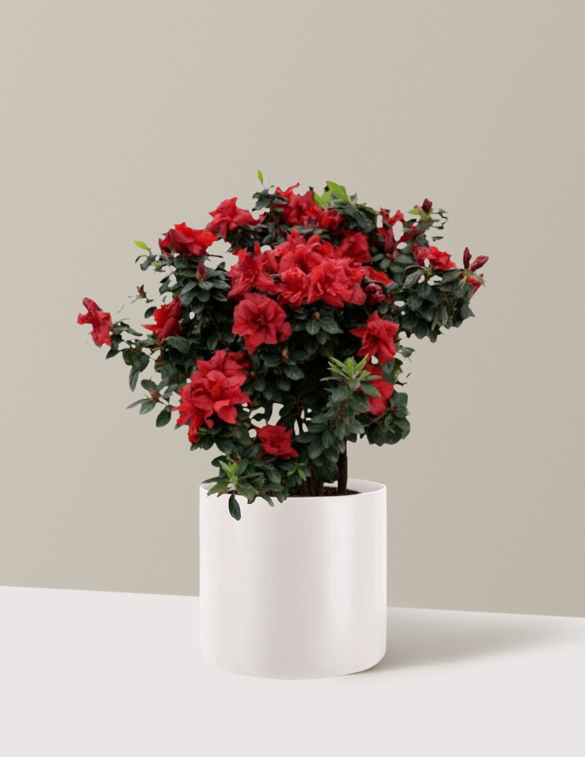 Ever AfterTM Ruby Azalea