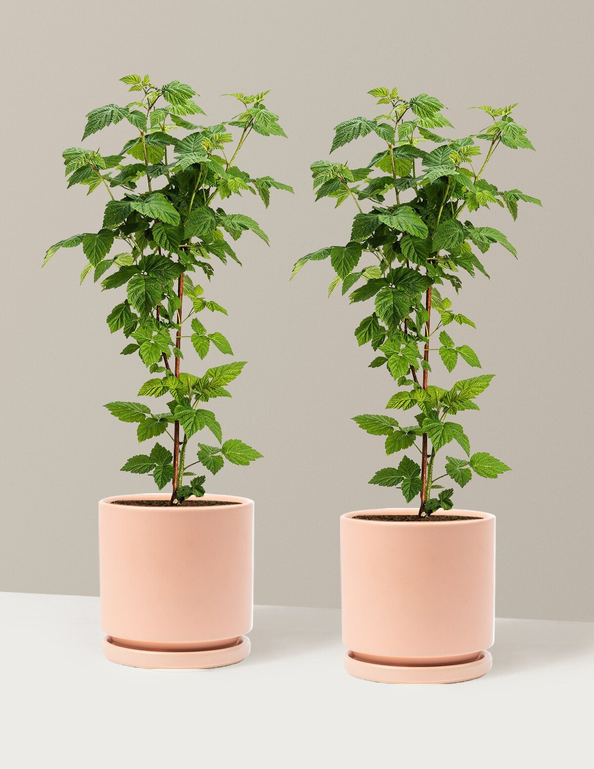 Nova Red Raspberry Plant