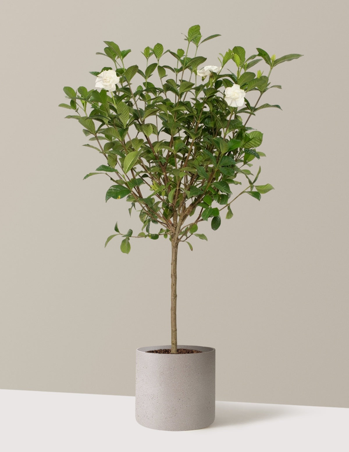 Large Gardenia Tree