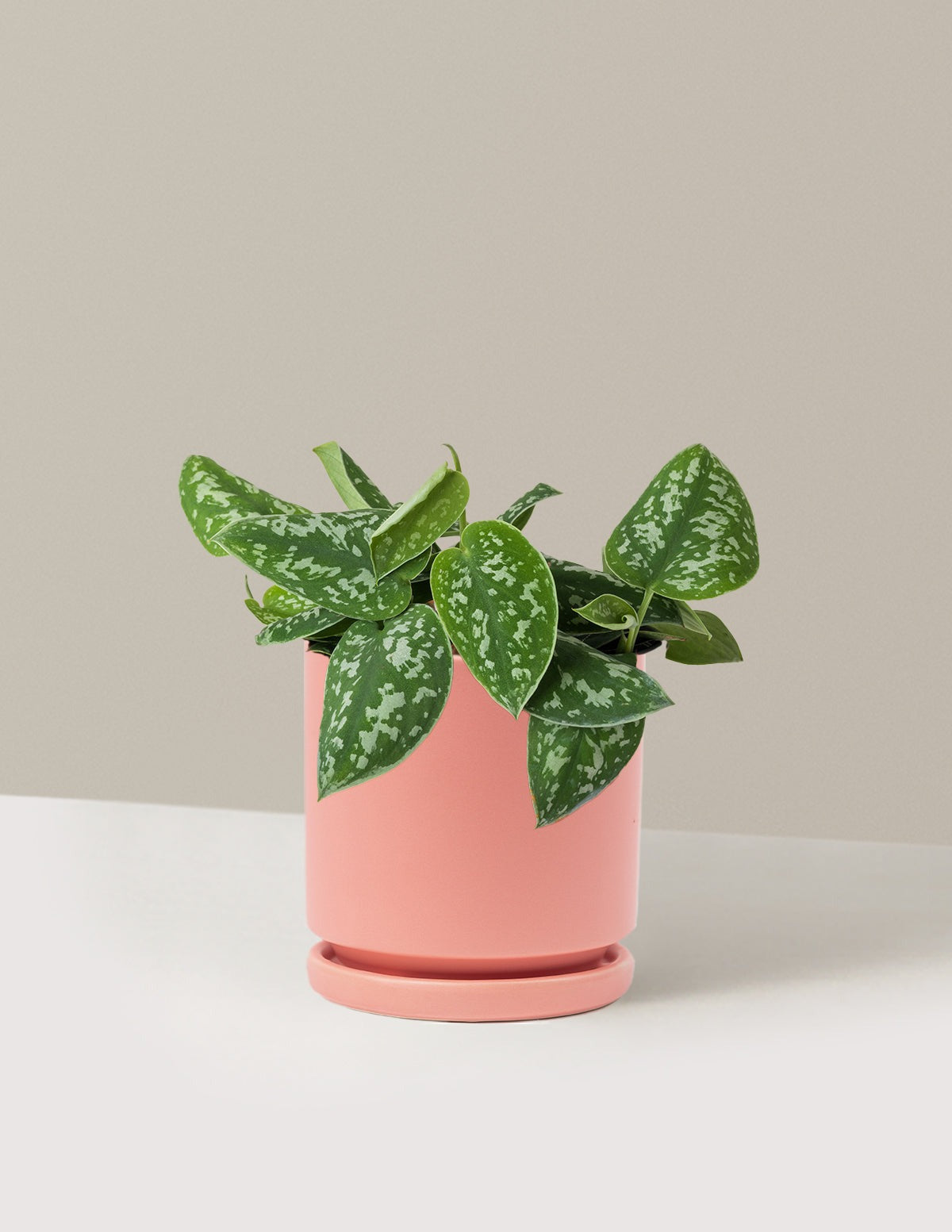Philodendron Silver