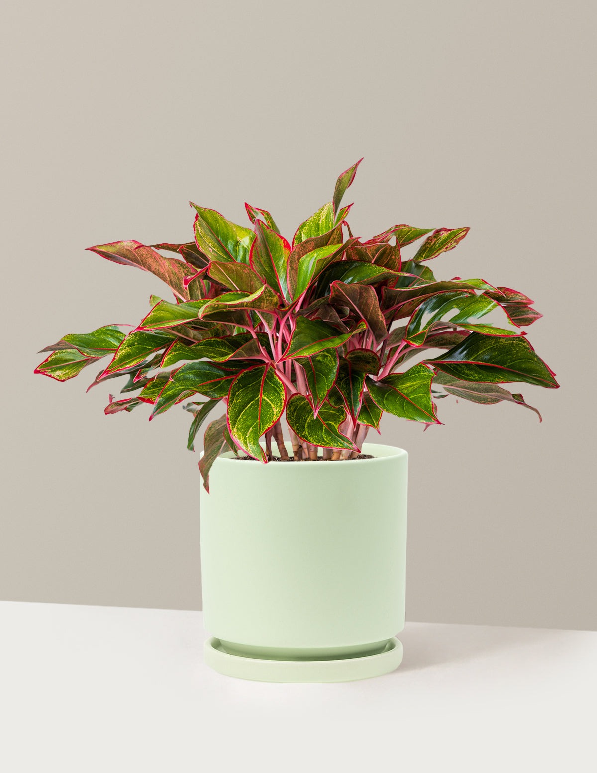 Aglaonema Siam