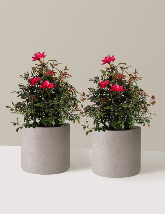 Double Knock Out® Rose