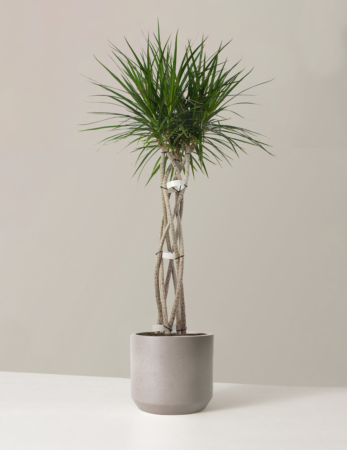 Dracaena Marginata Open Weave