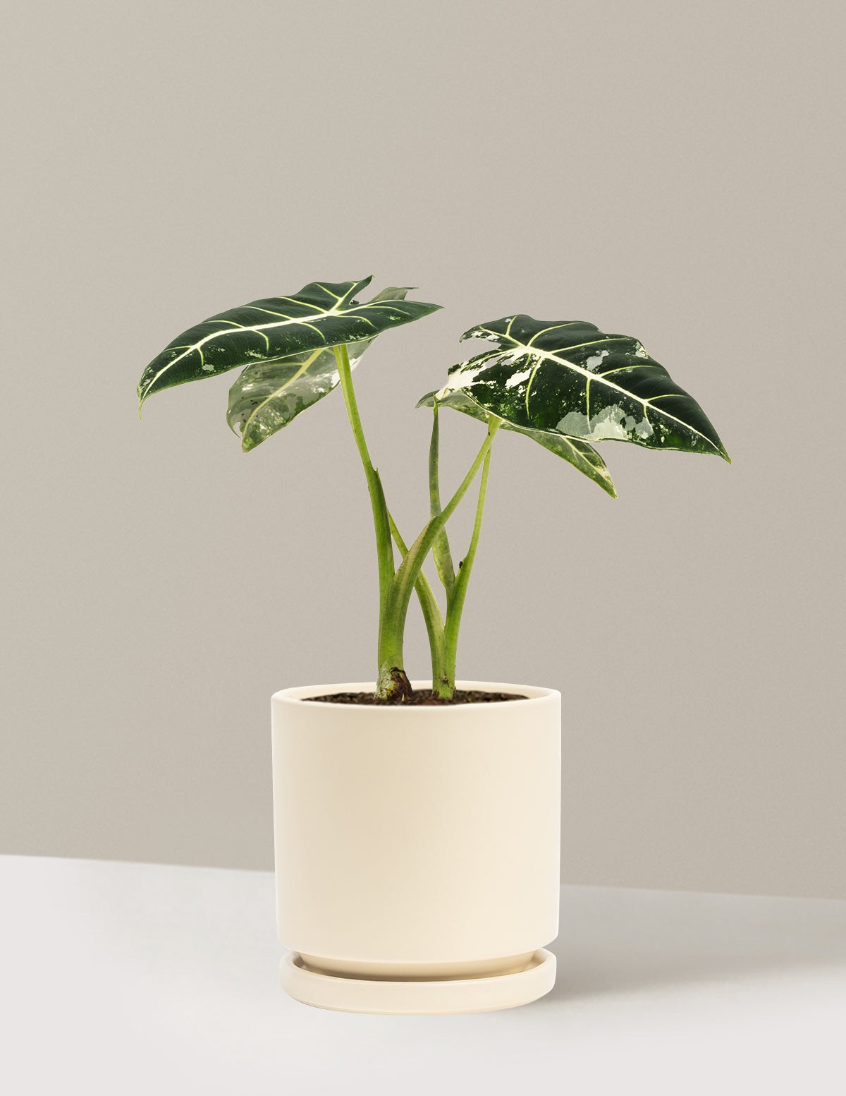 Alocasia Frydek Variegated