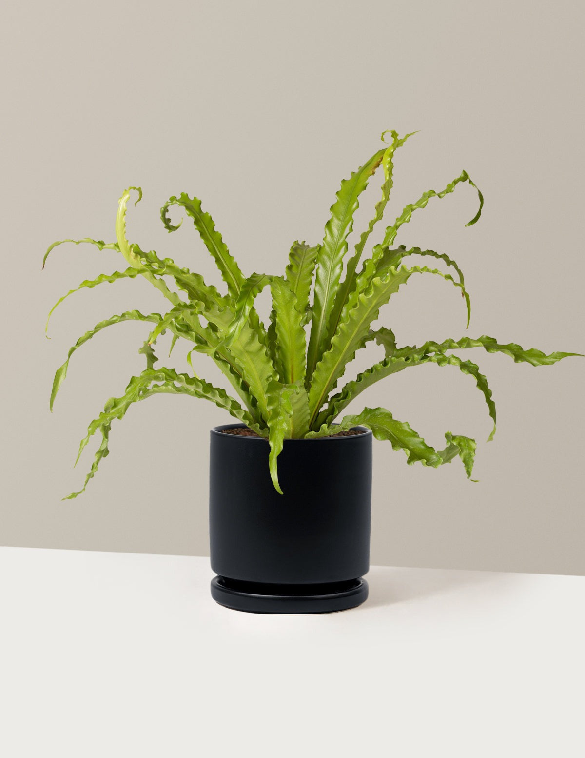Bird's Nest Fern