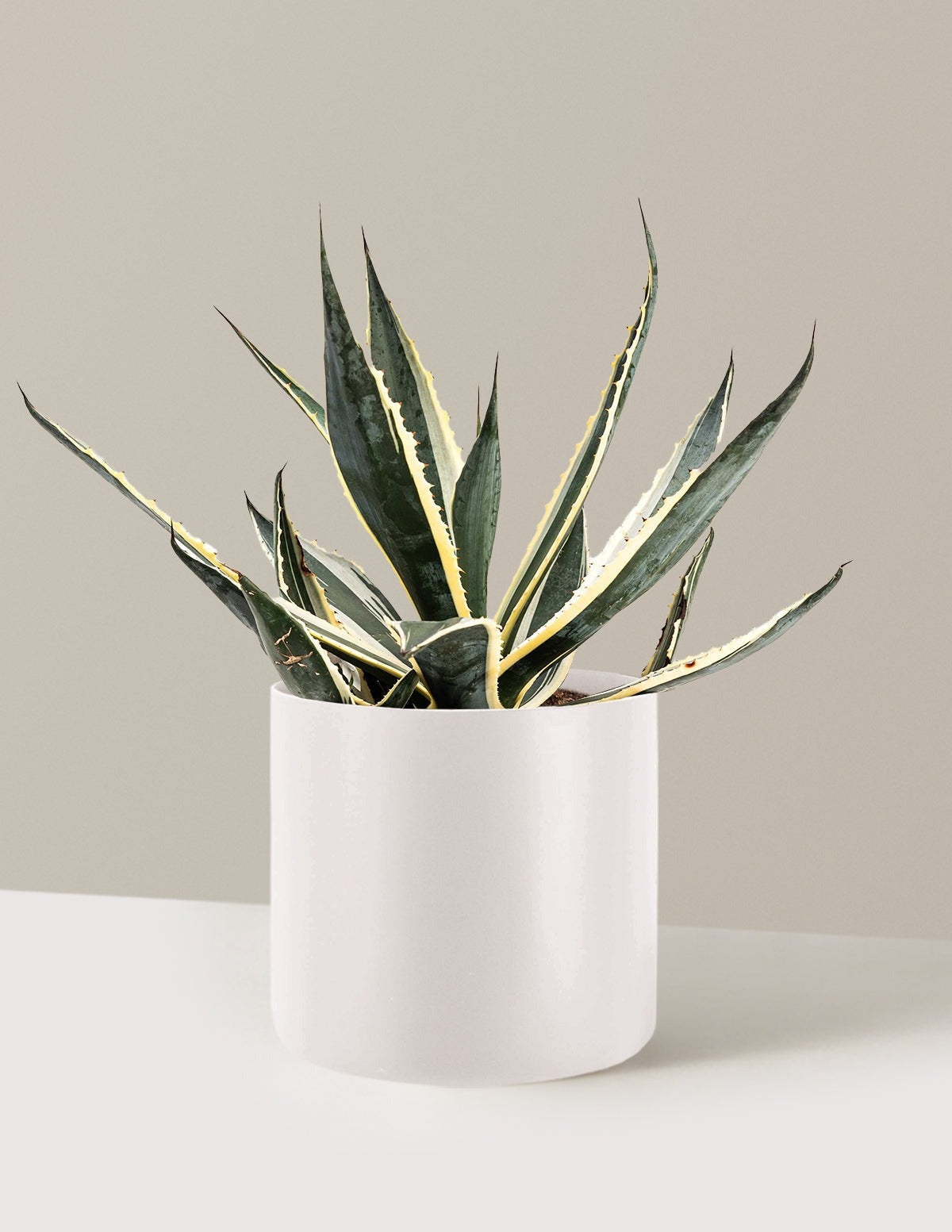 Agave Americana Variegata