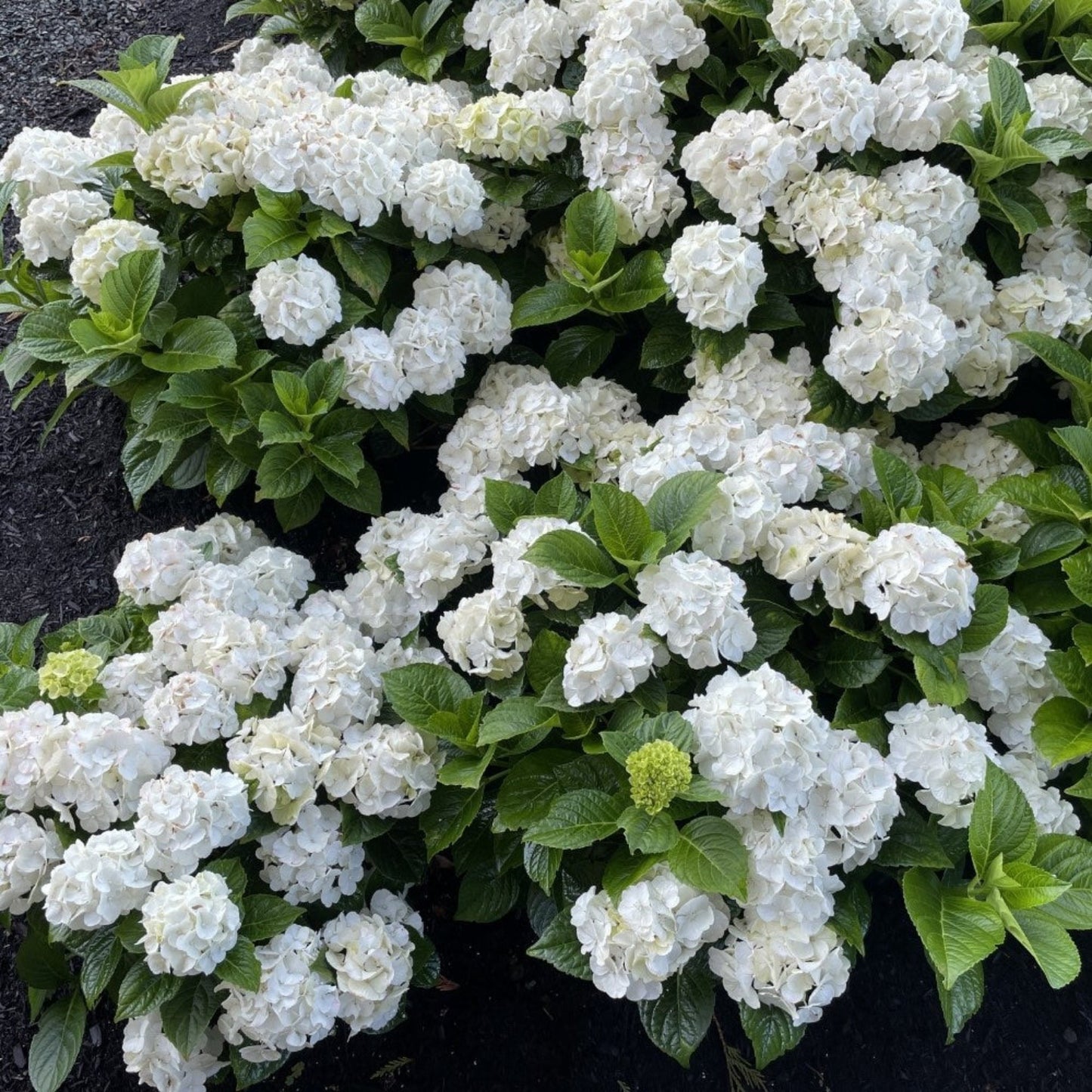 Grin and TonicTM Reblooming Hydrangea