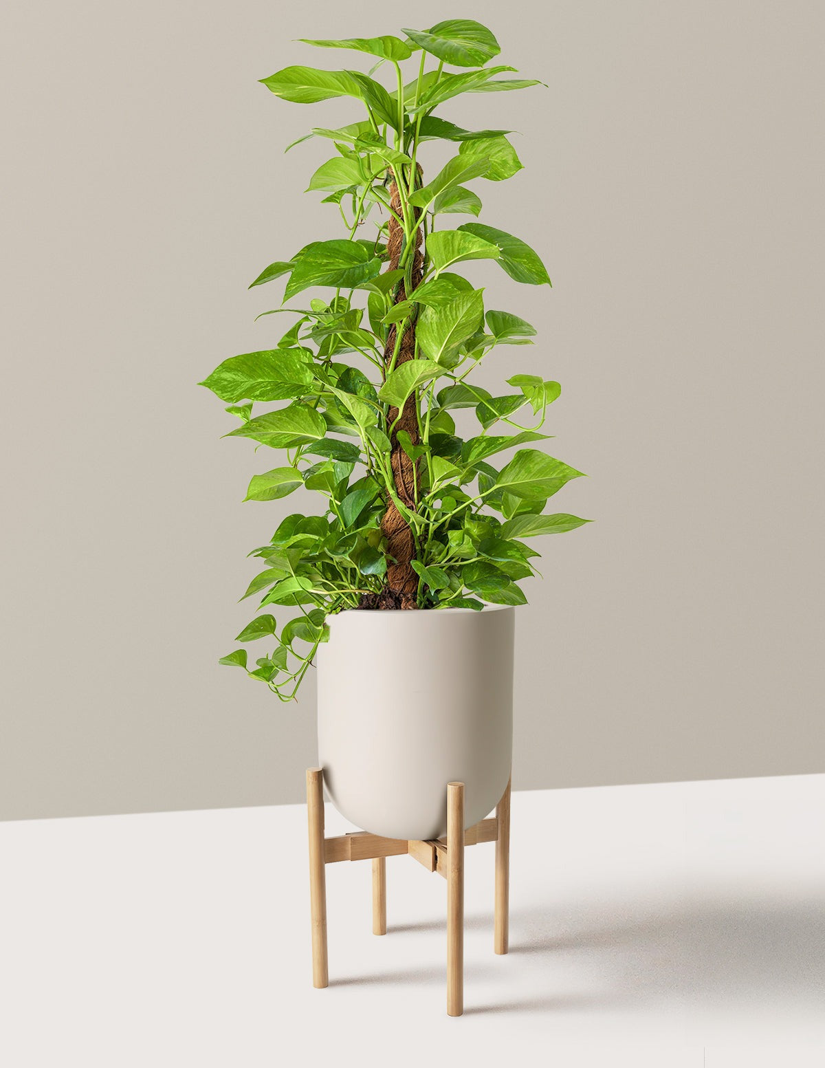 Golden Pothos Totem