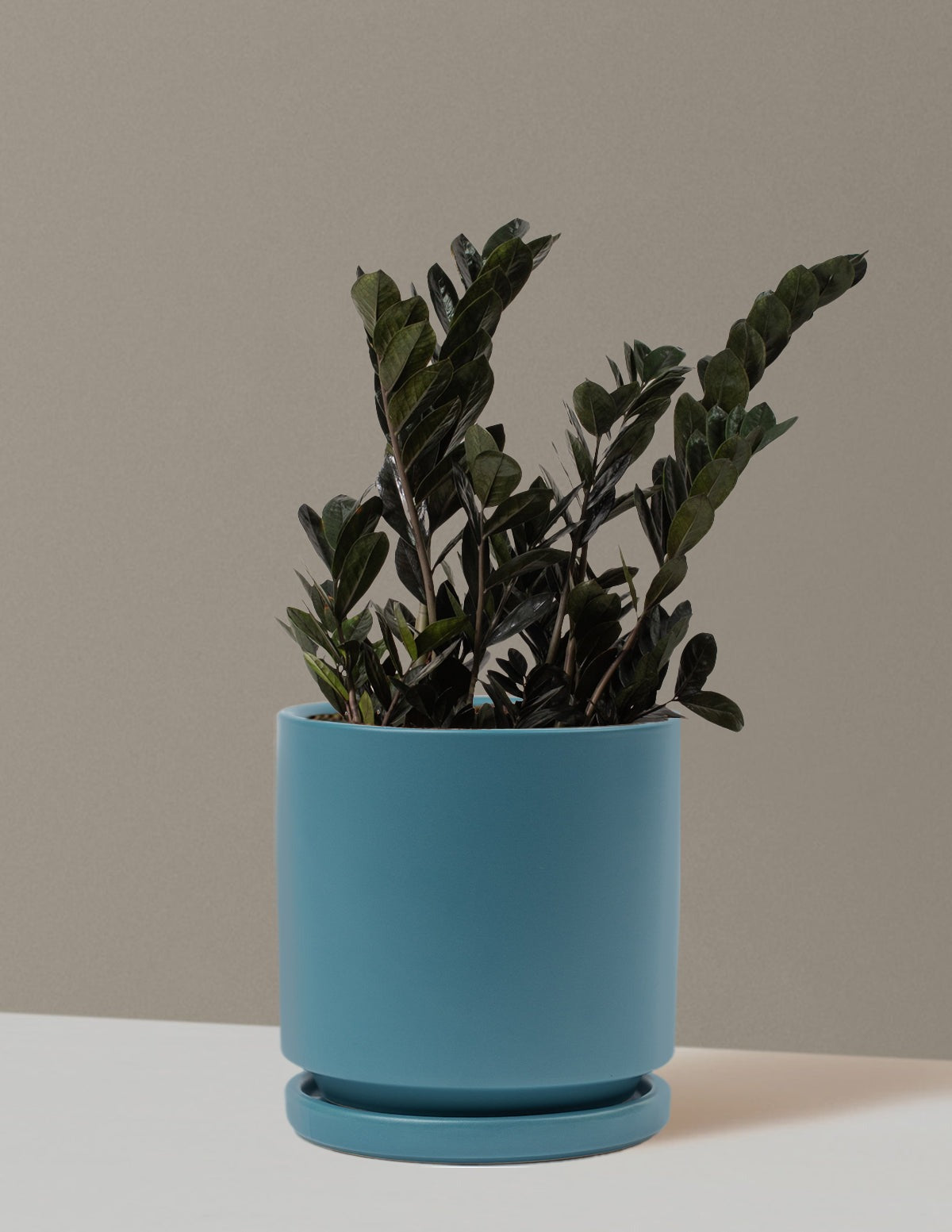 Black ZZ Plant