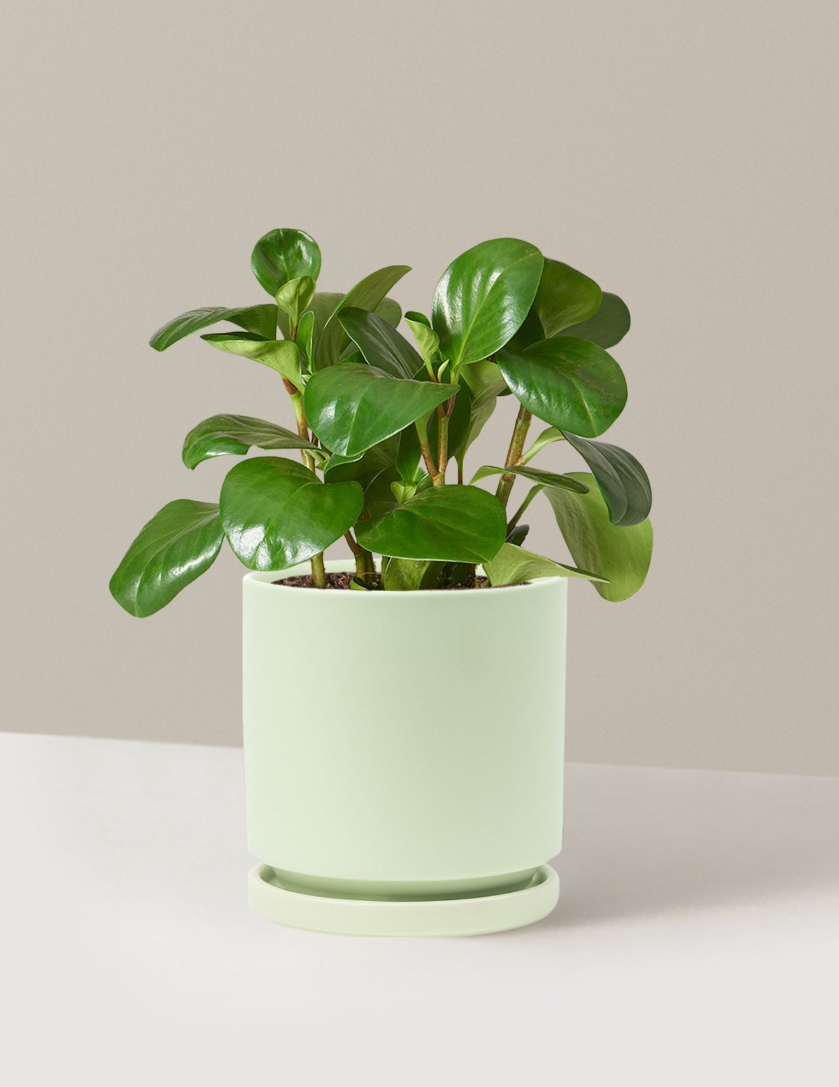 Baby Rubber Plant