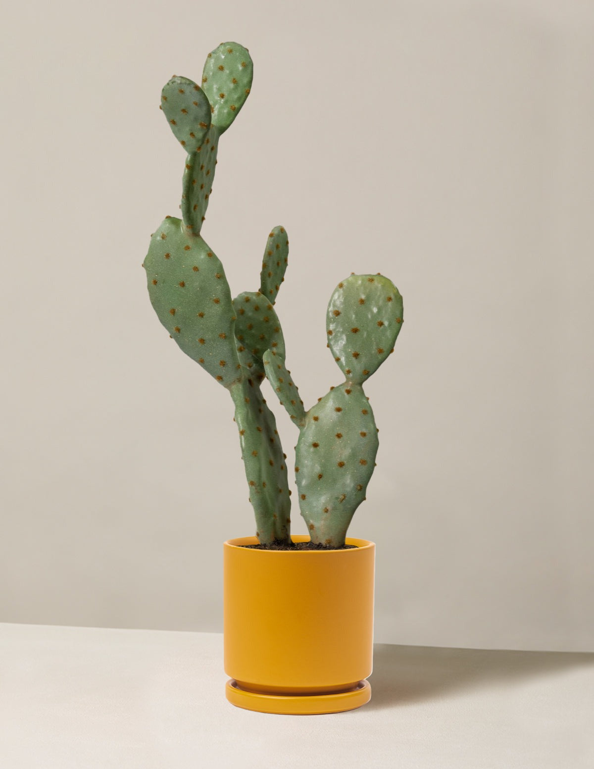 Artificial Cactus