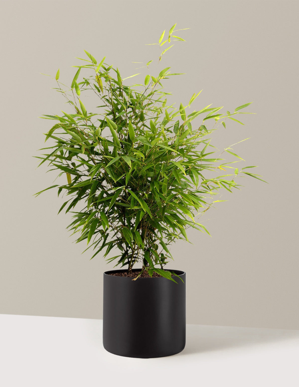 Black Bamboo