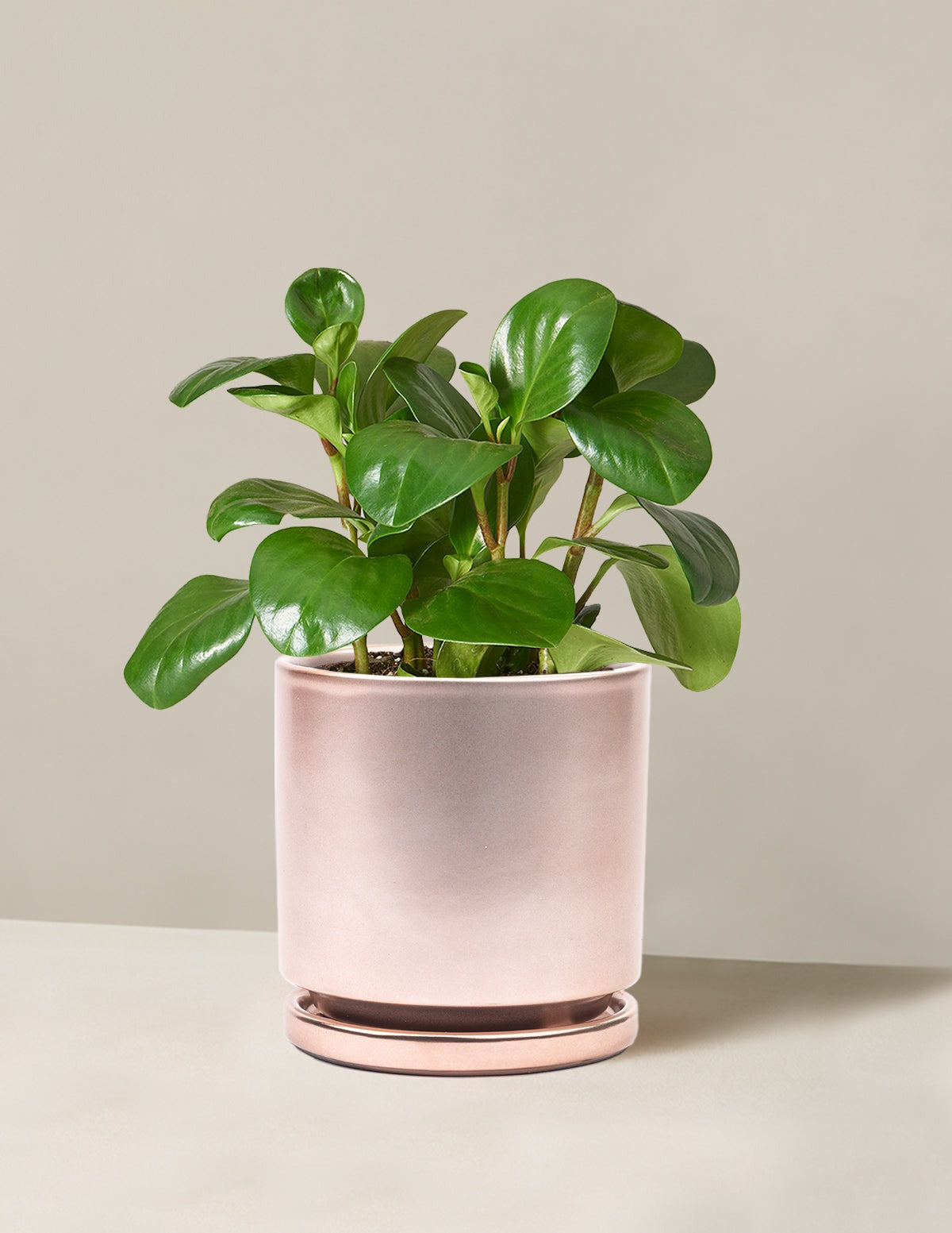 Baby Rubber Plant