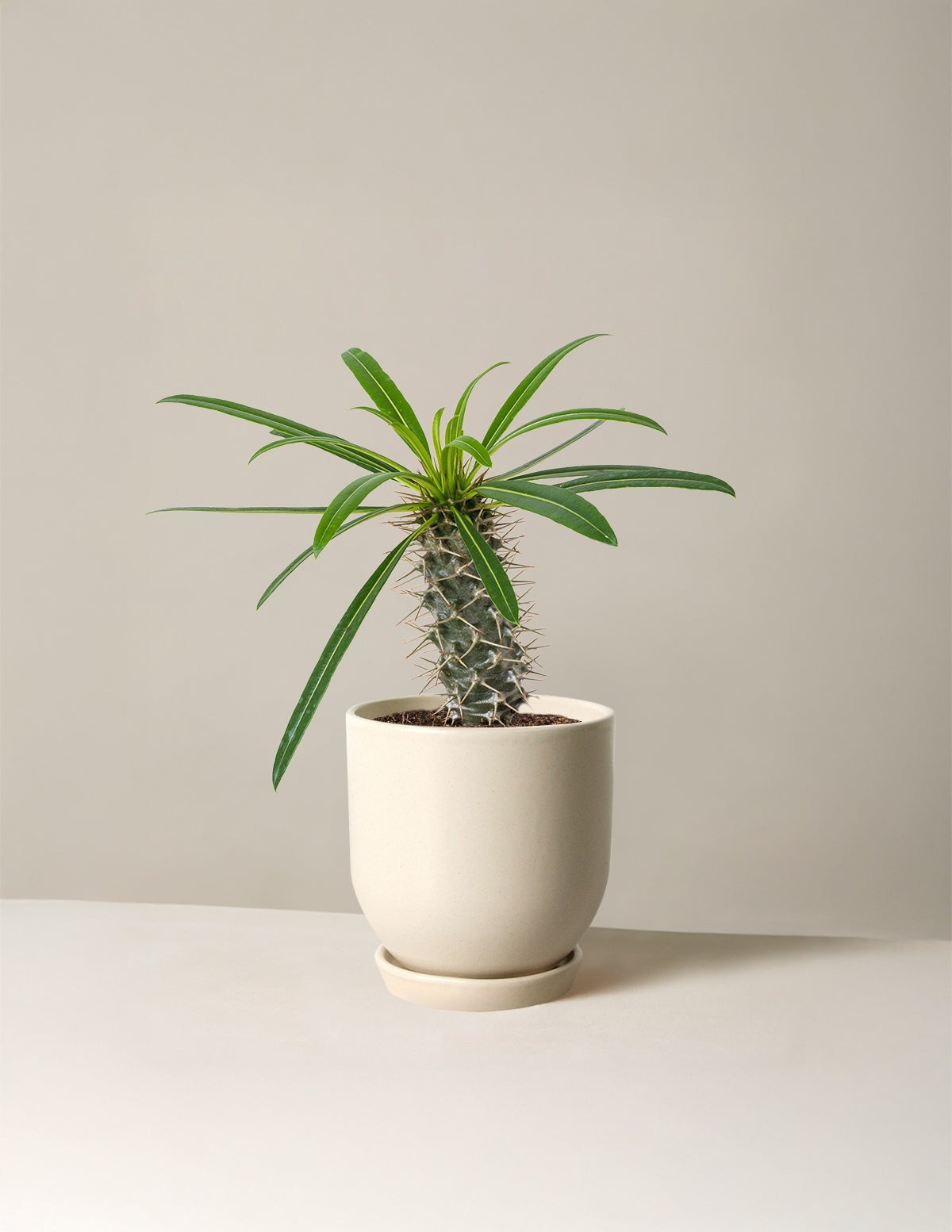 Madagascar Palm