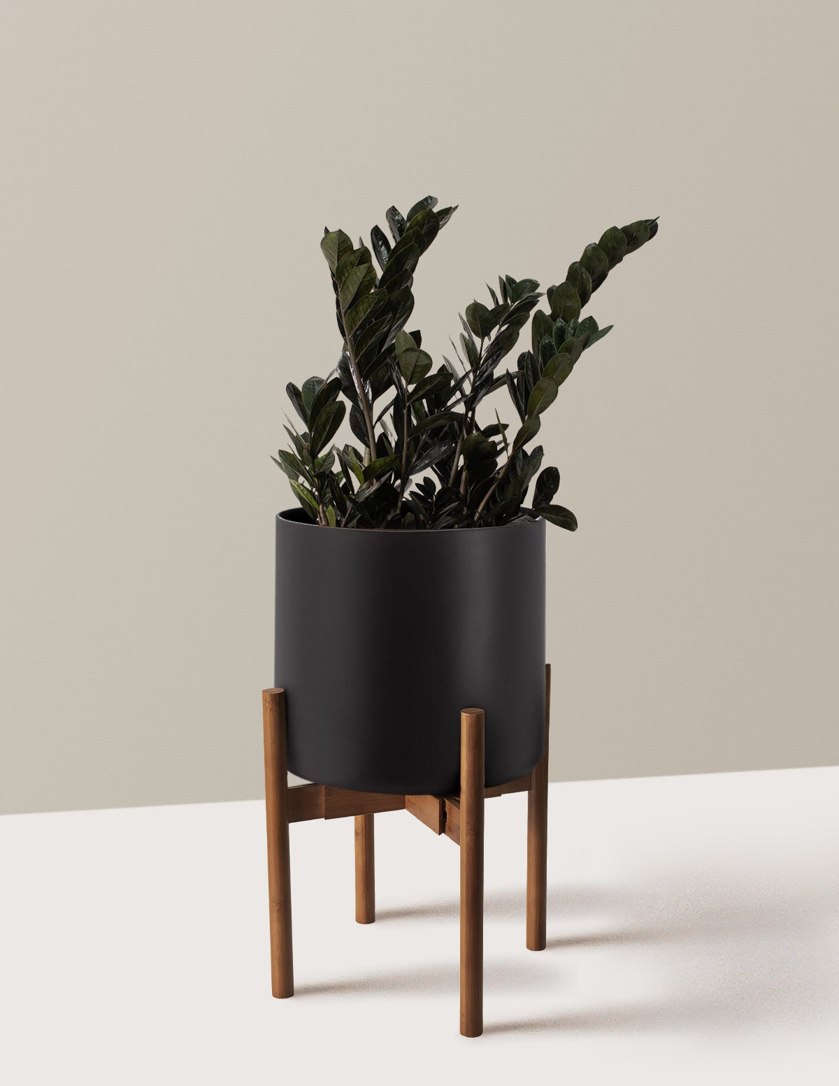Black ZZ Plant