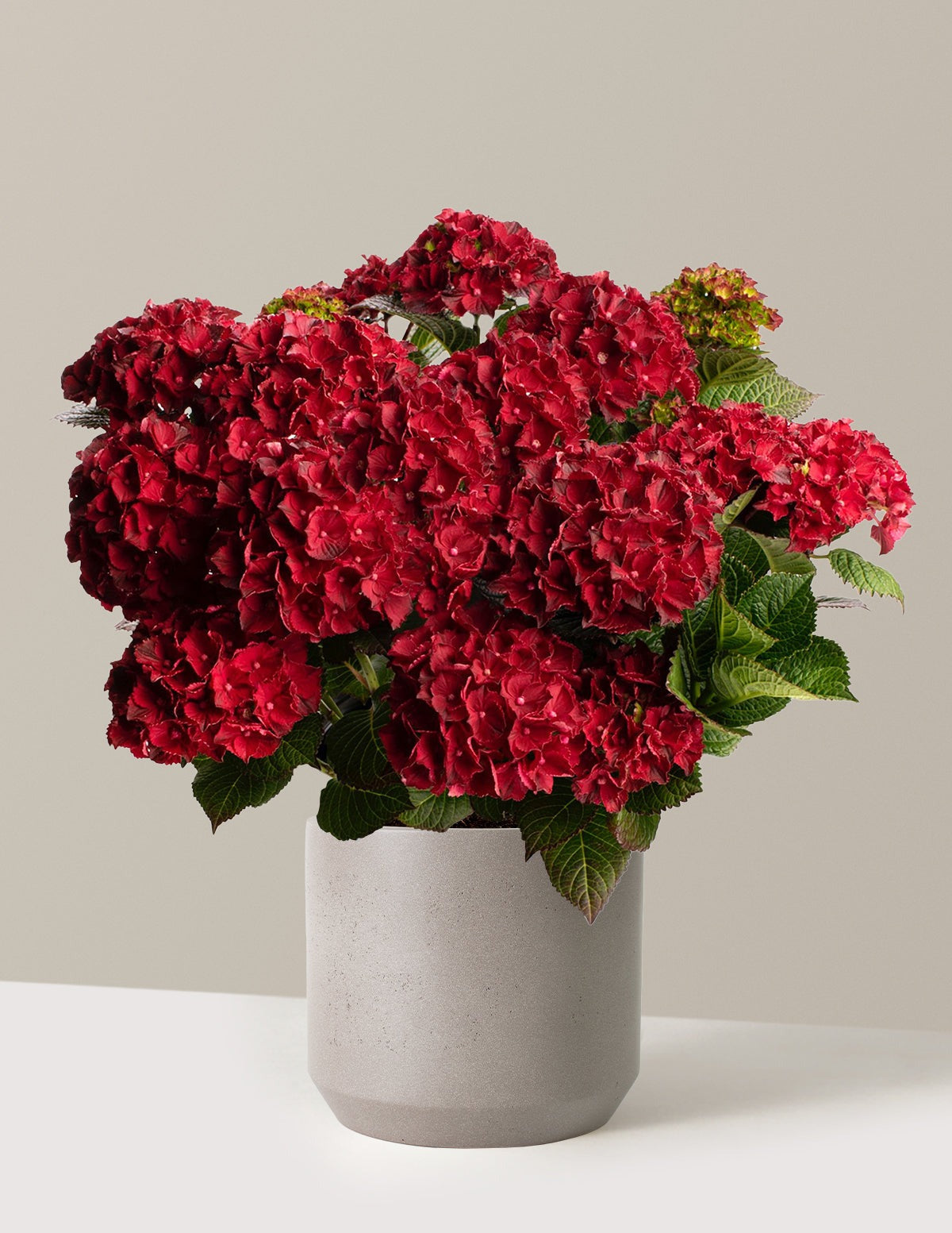 Cherry-Go-Round® Hydrangea