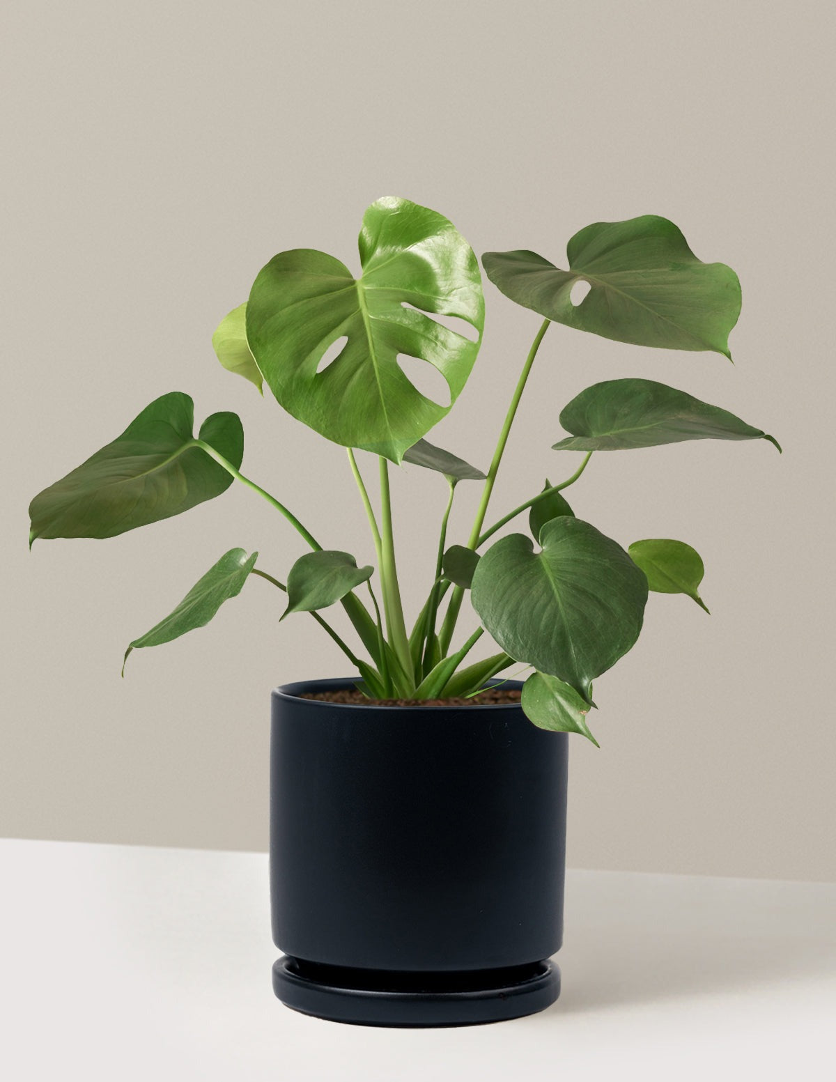 Monstera Deliciosa
