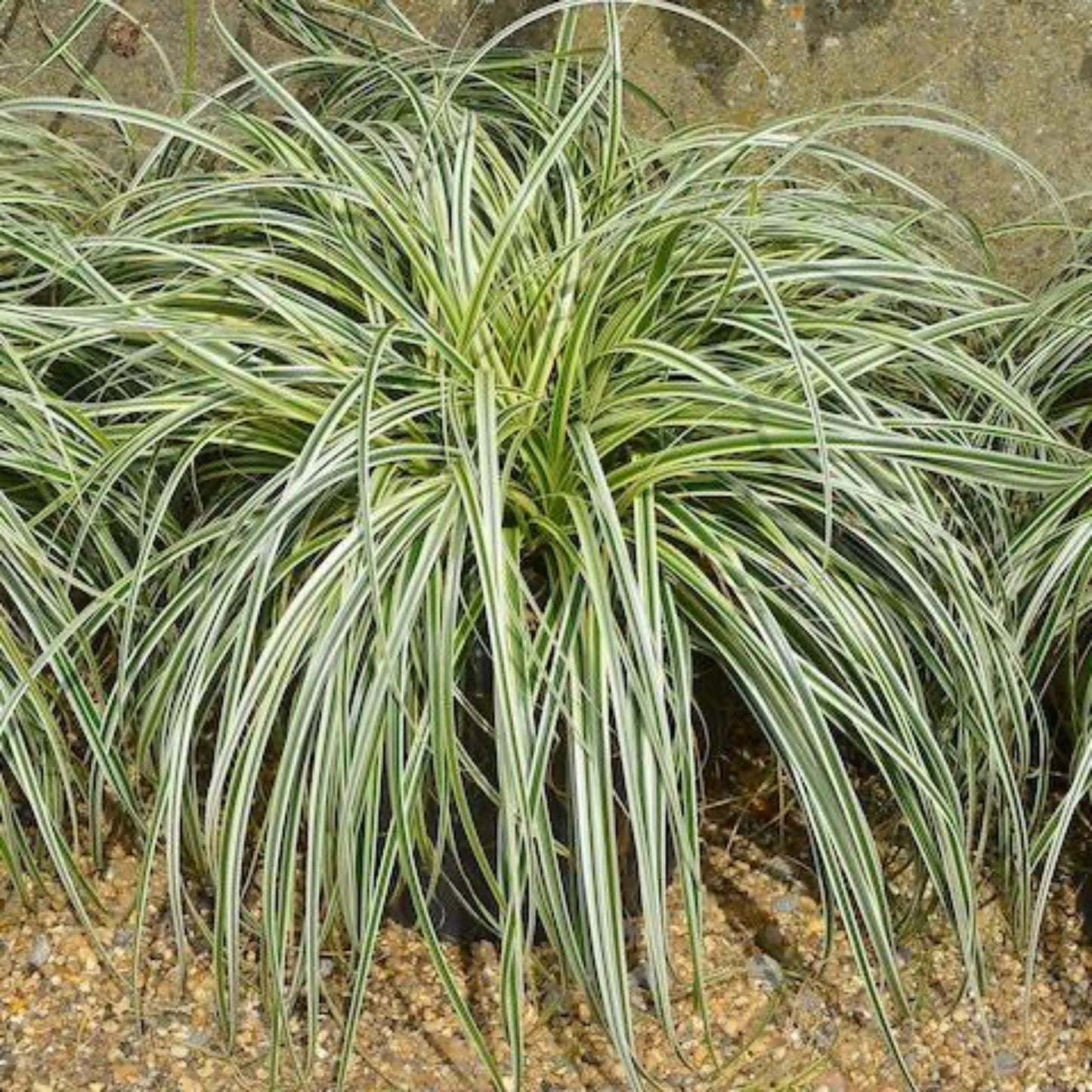Carex Feather FallsTM