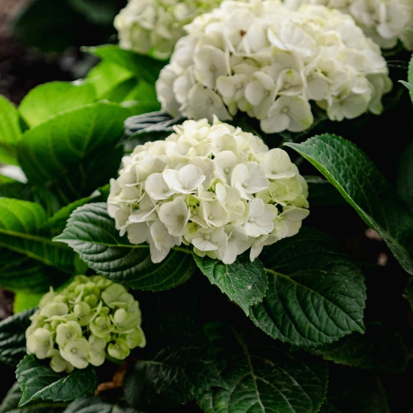 Grin and TonicTM Reblooming Hydrangea