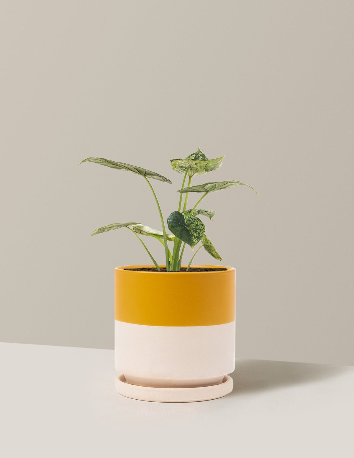 Alocasia Green Mint