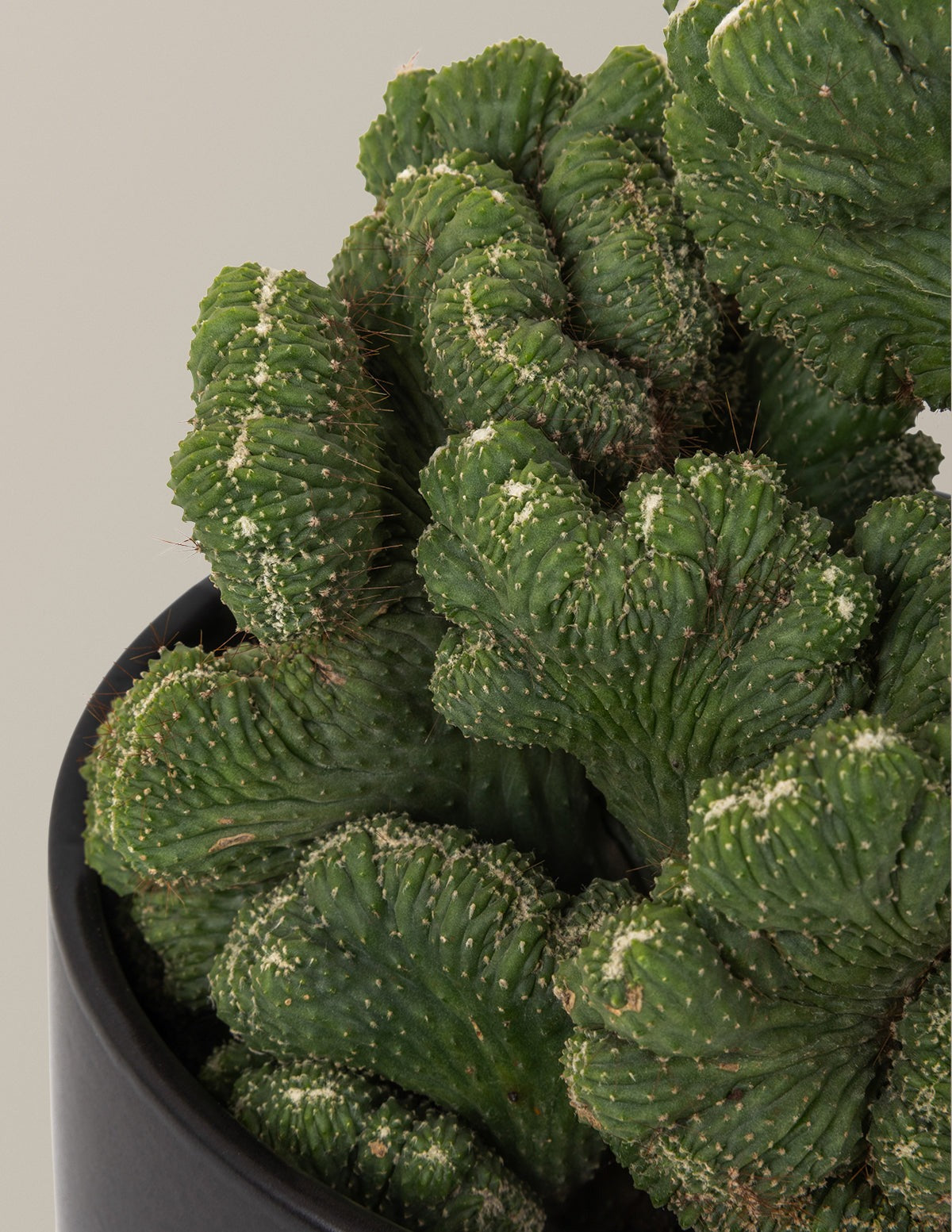 Cereus Green Coral Cactus