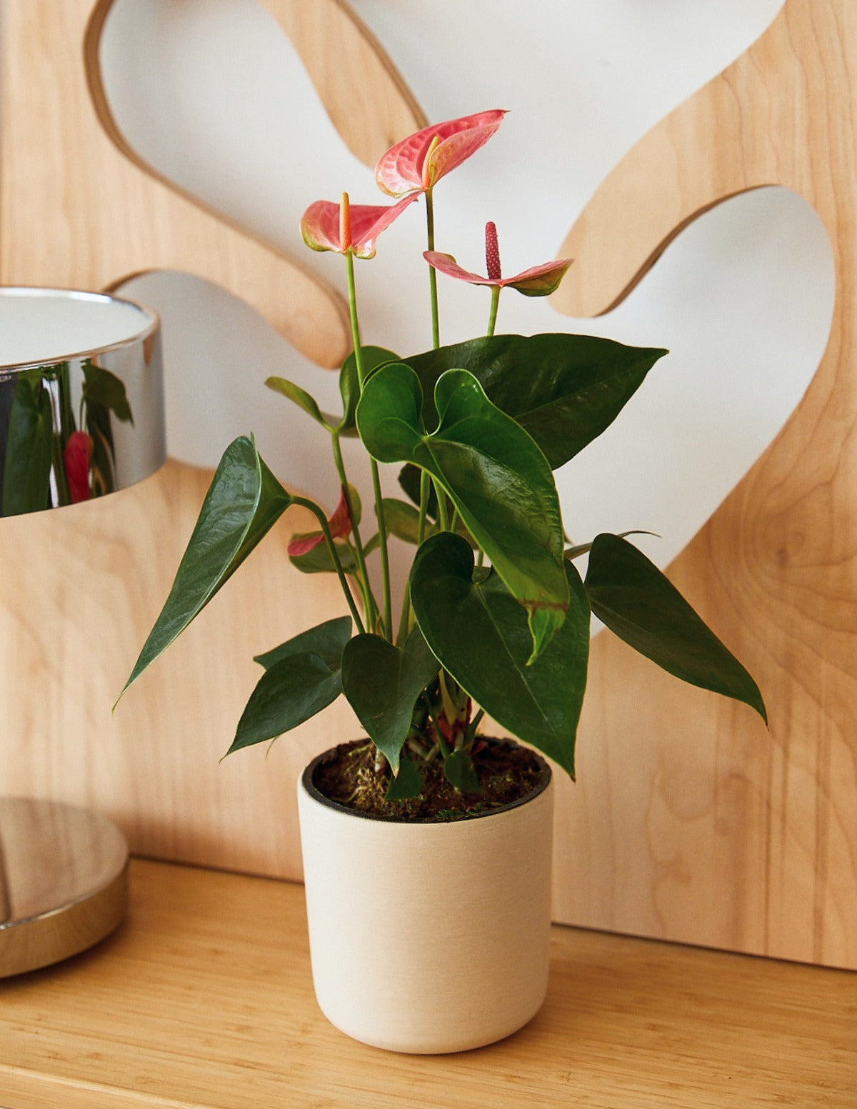 Colorful Anthurium Party Pack