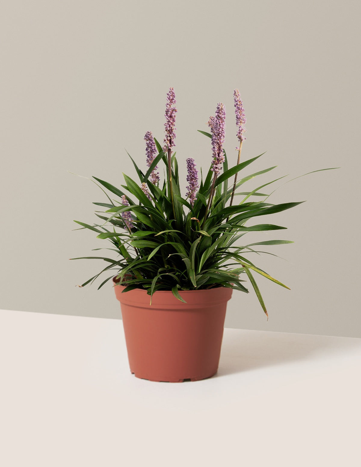Purple ExplosionTM Lilyturf