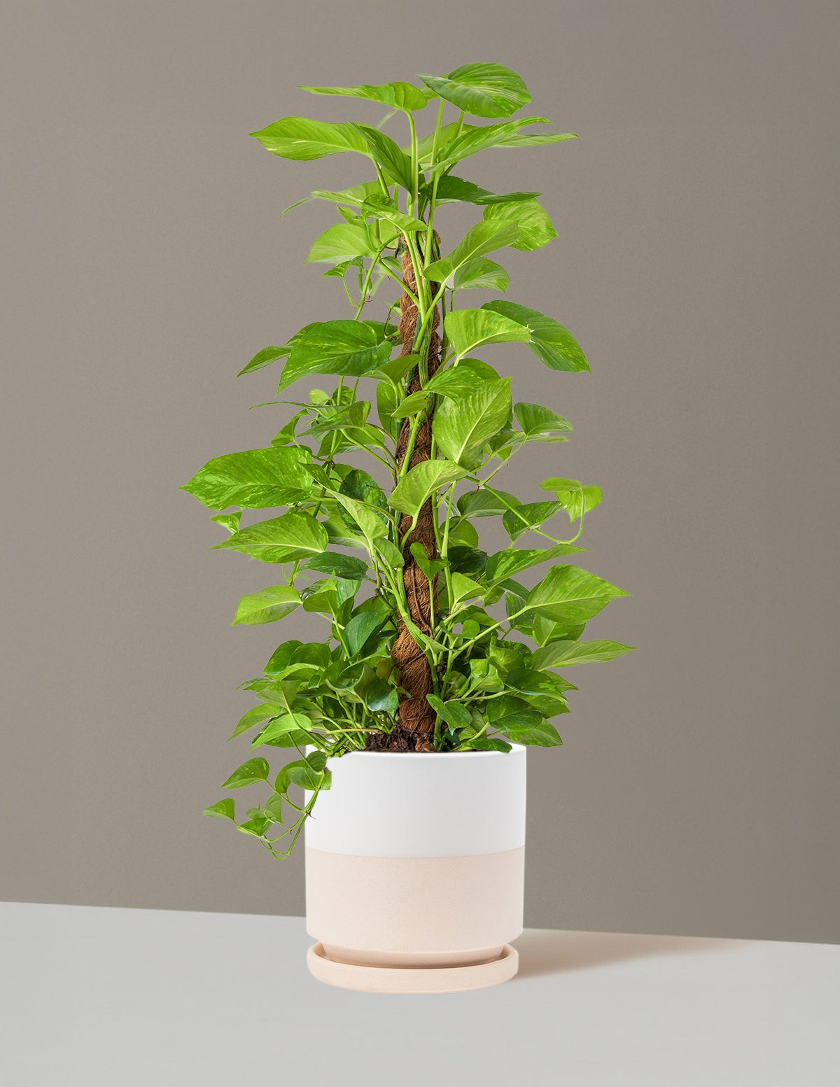 Golden Pothos Totem