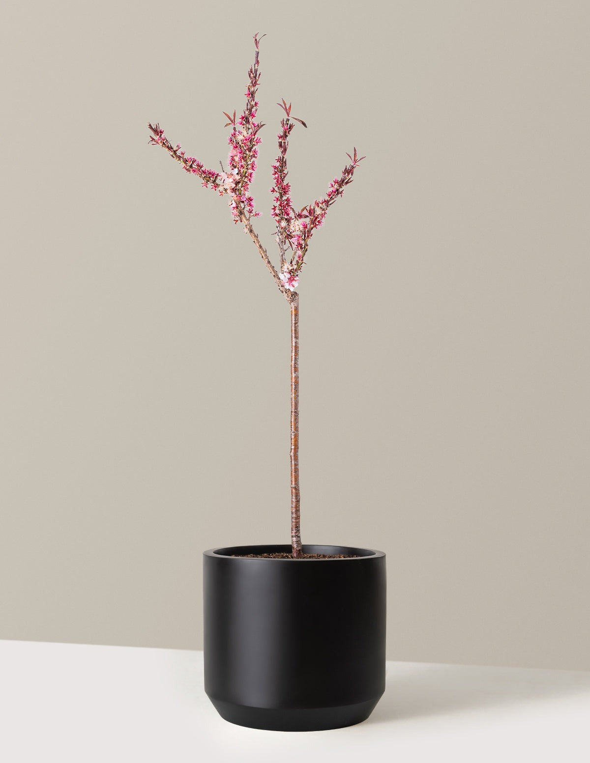 Bonfire Patio Peach Plant
