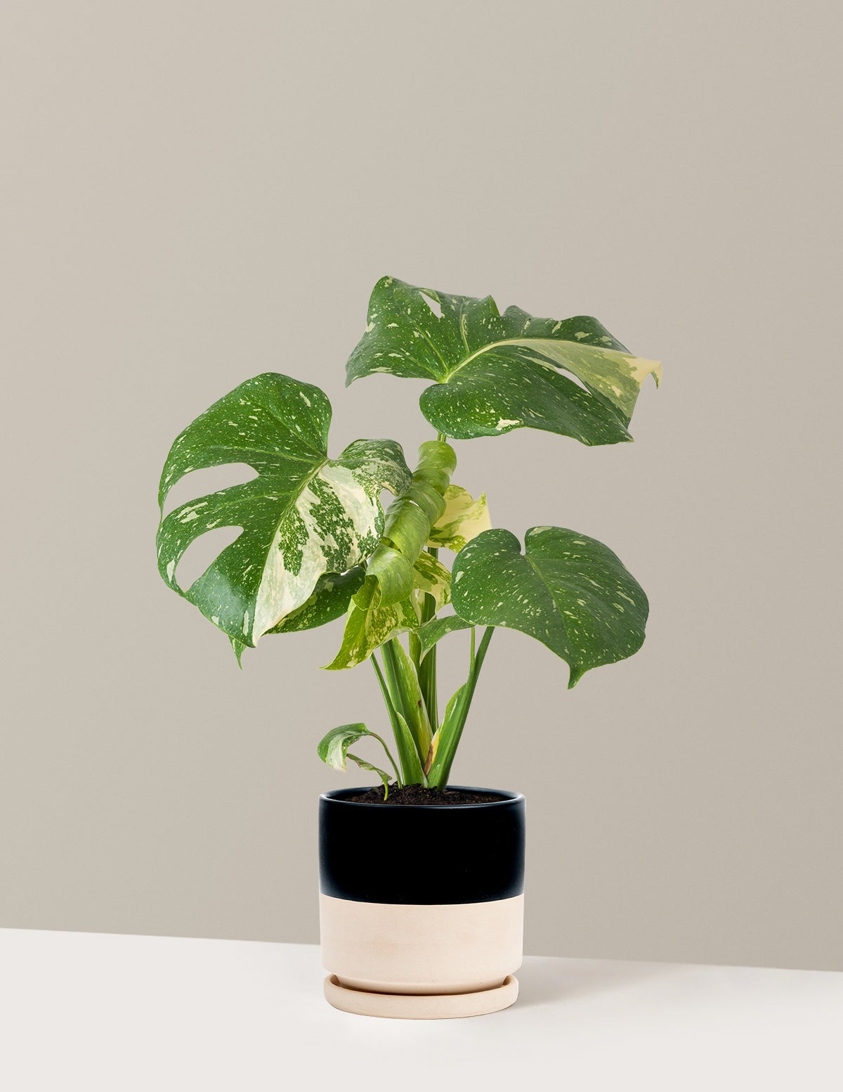 Monstera Thai Constellation