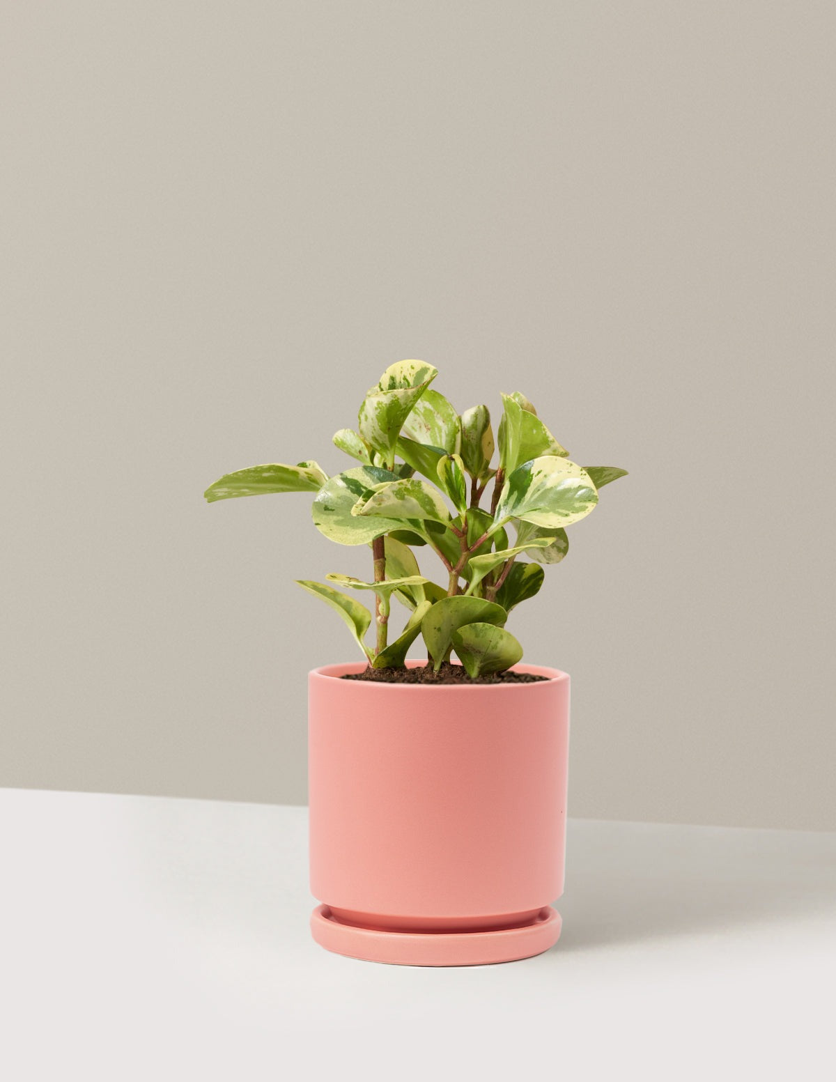 Peperomia Green Gold