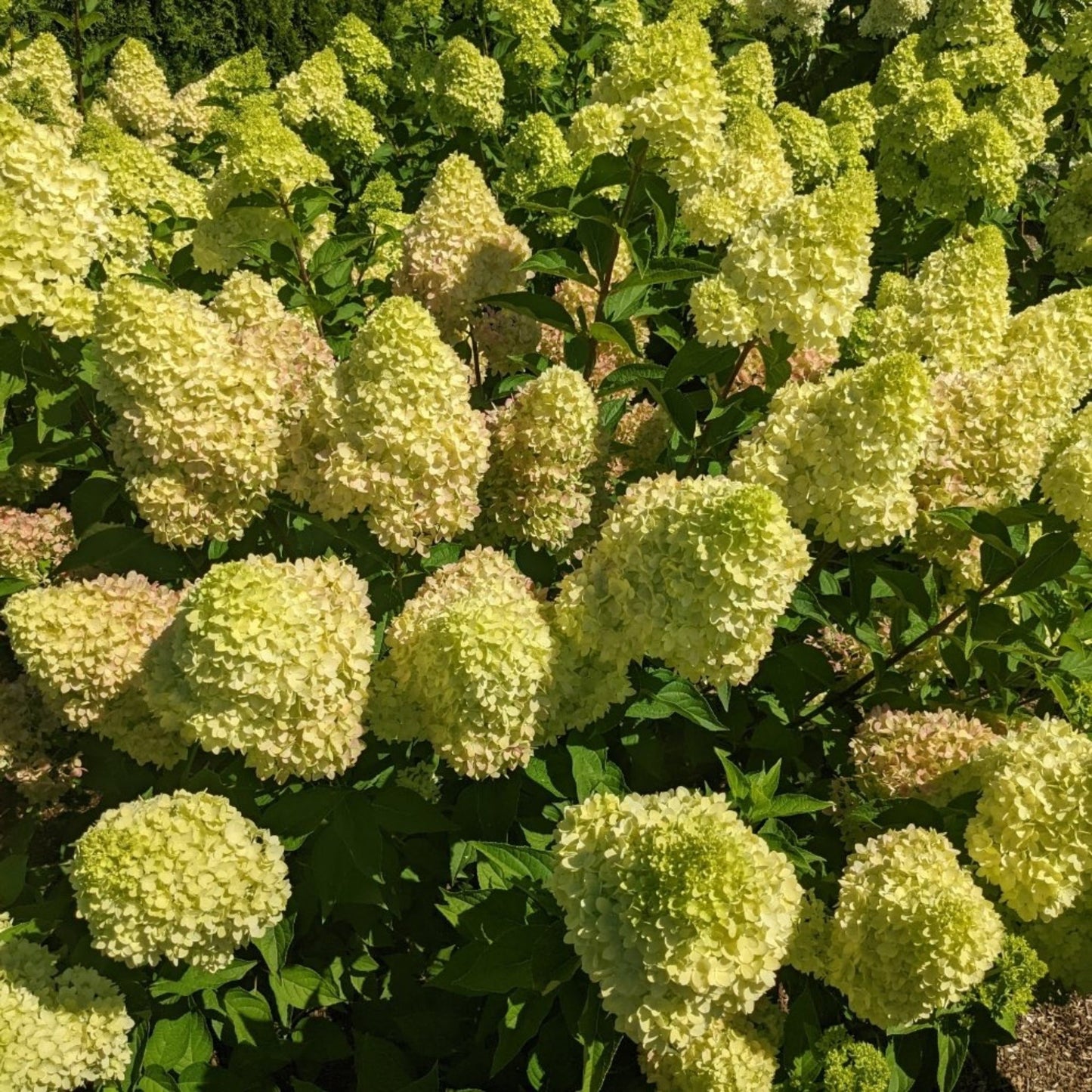 Dragon BabyTM Hydrangea
