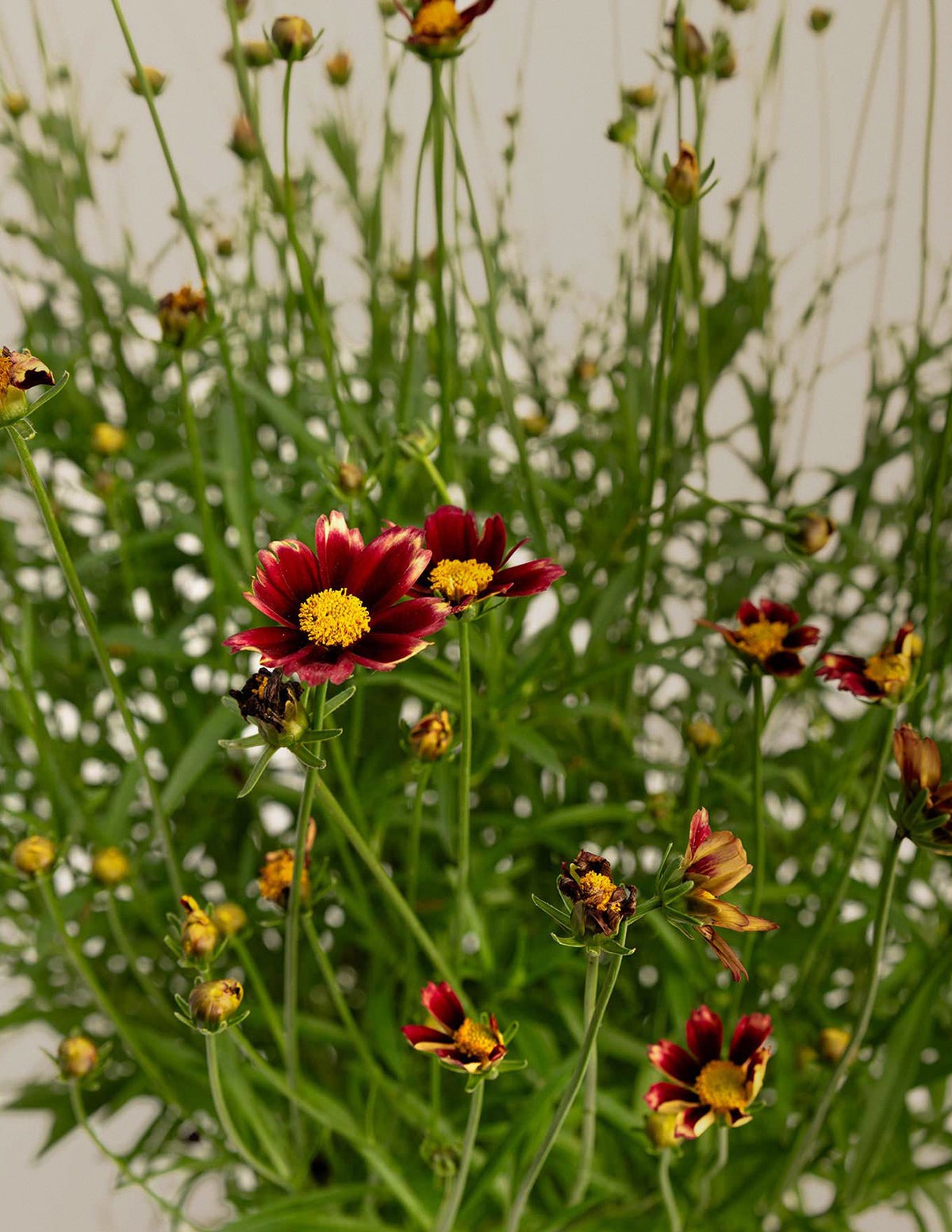 Li'l BangTM Red Elf Coreopsis