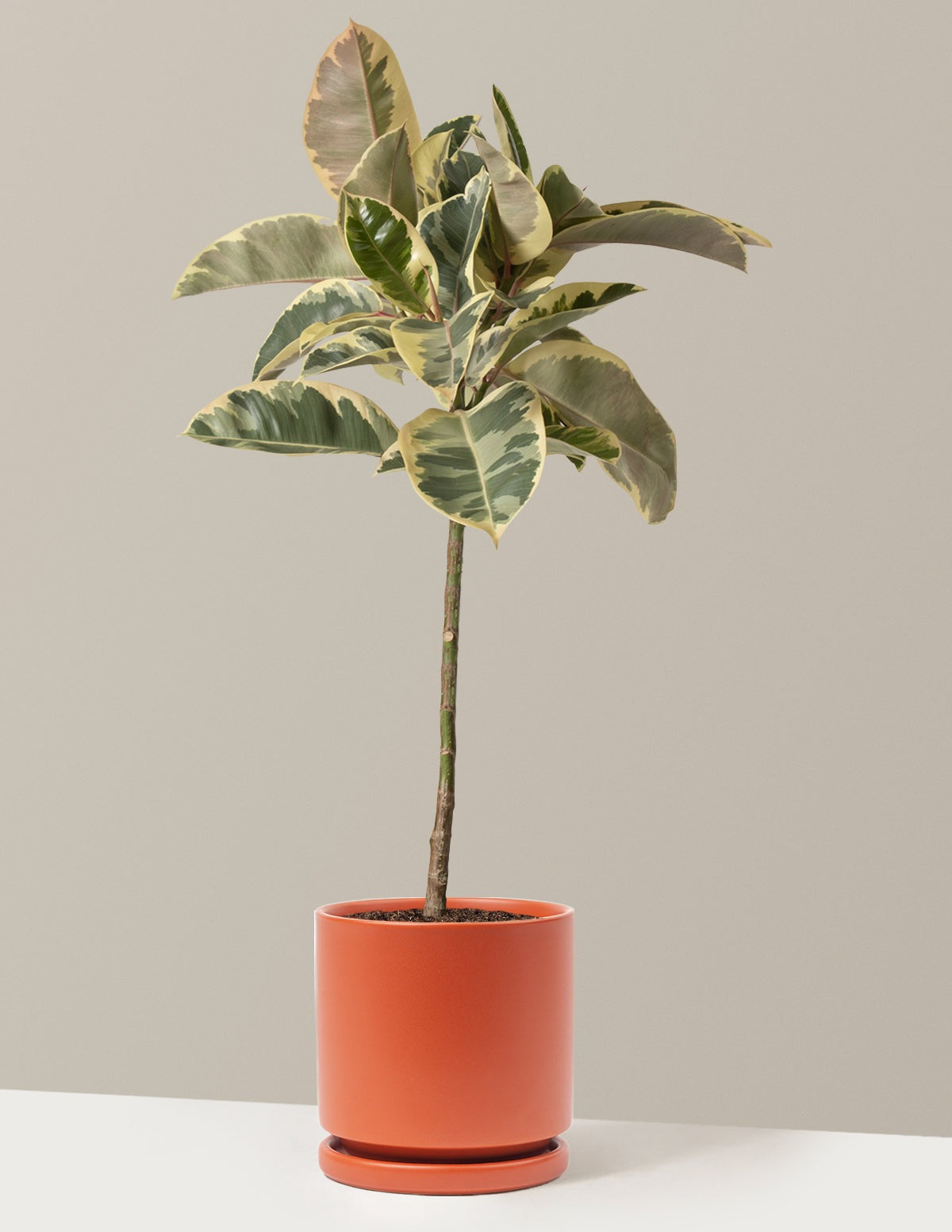 Ficus Tineke Tree