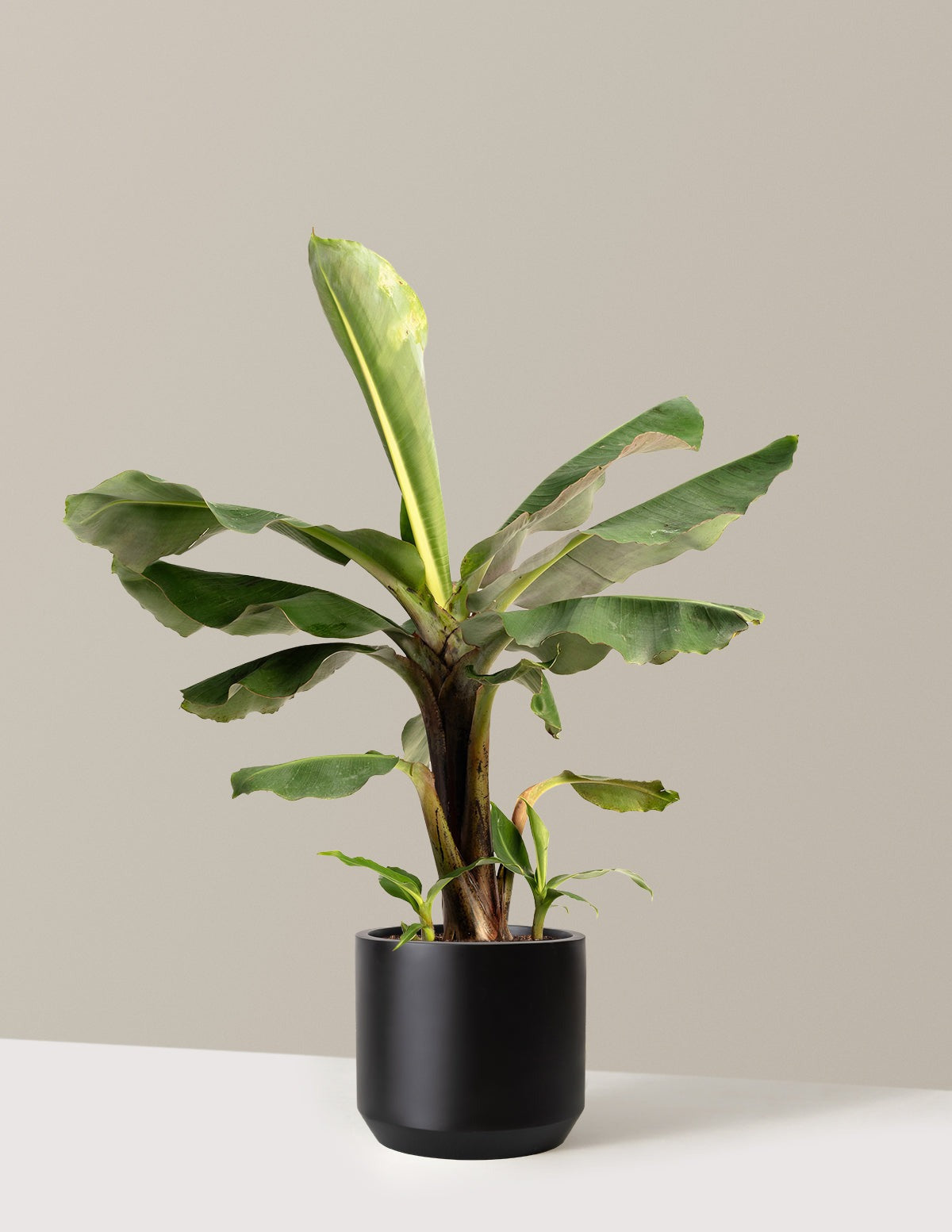 Truly Tiny Dwarf Banana Tree
