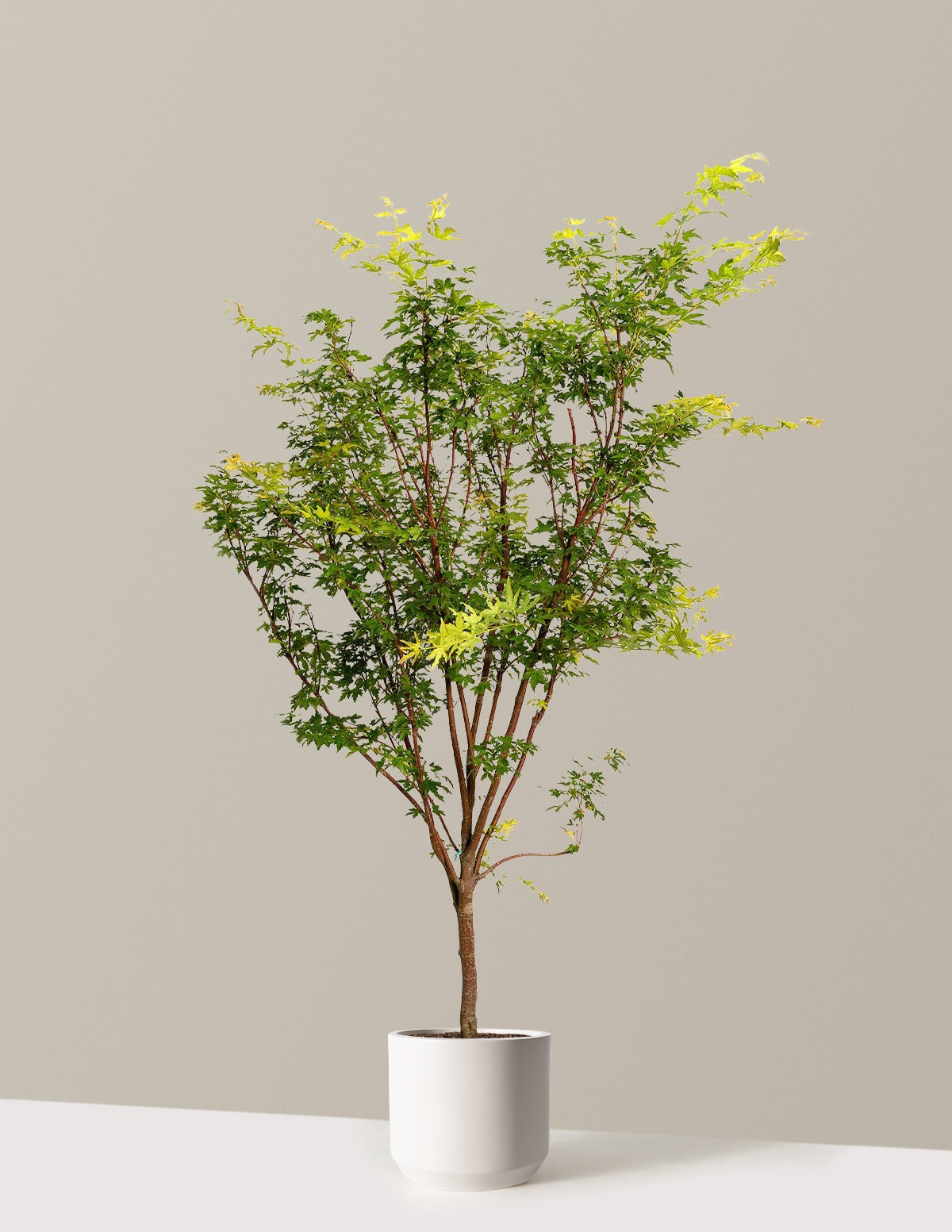 Coral Bark Japanese Maple Tree