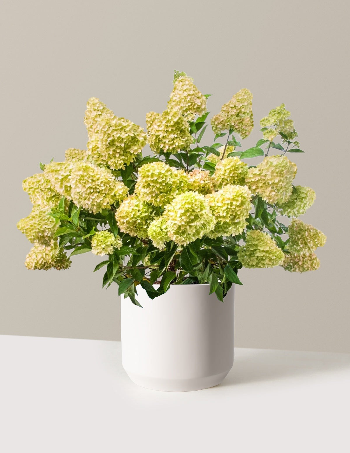Dragon BabyTM Hydrangea