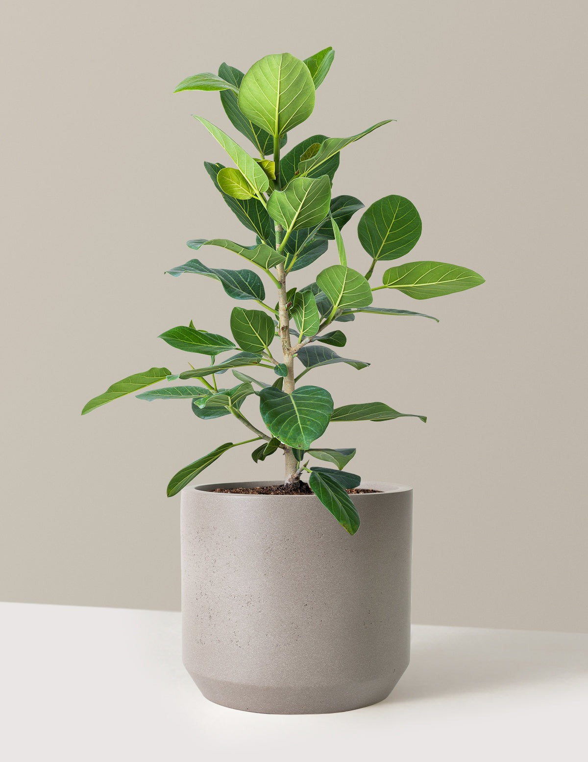 Ficus Audrey Bush