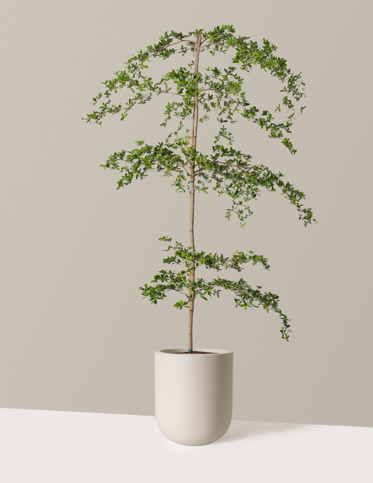 Black Olive Tree