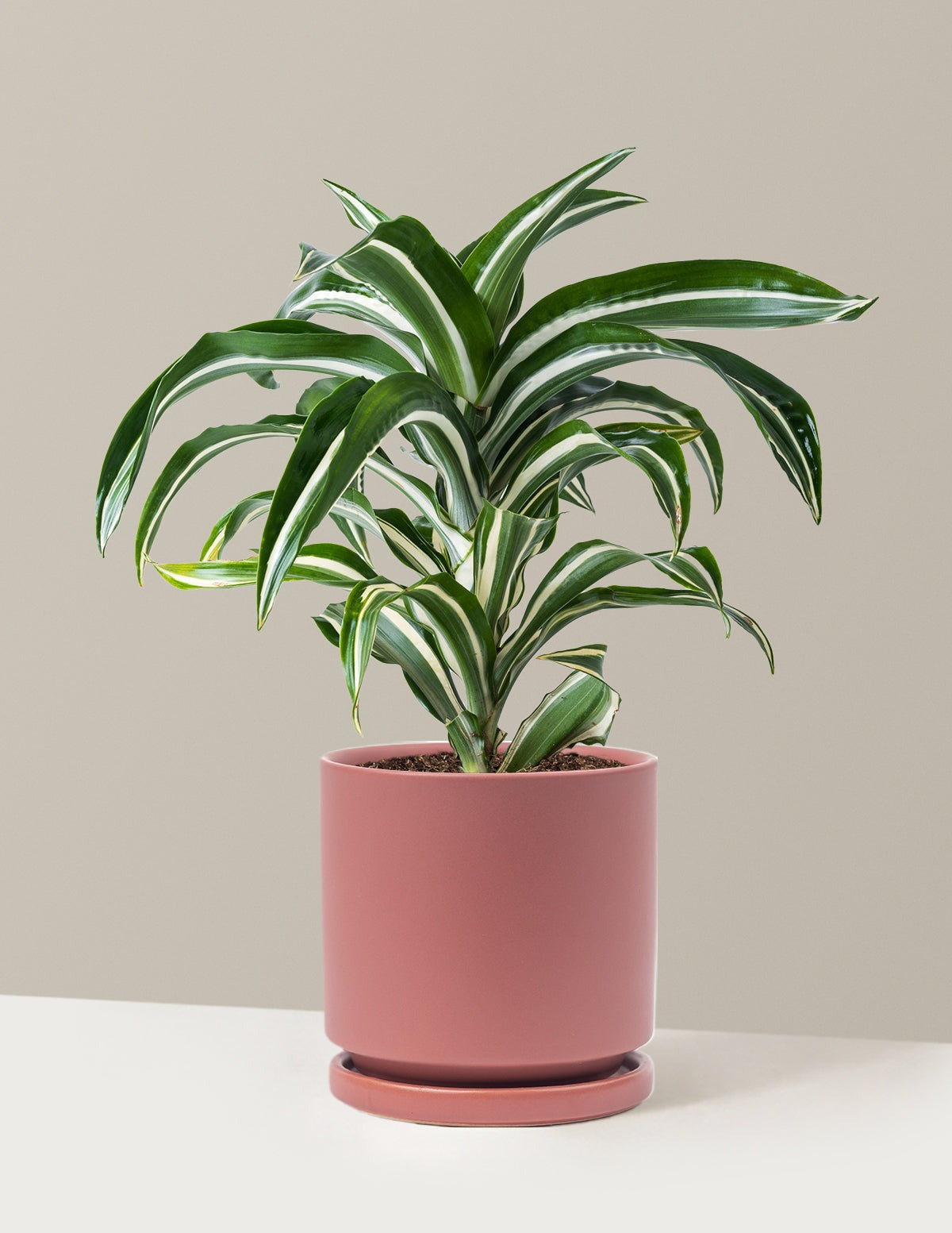 Dracaena Jewel Jade
